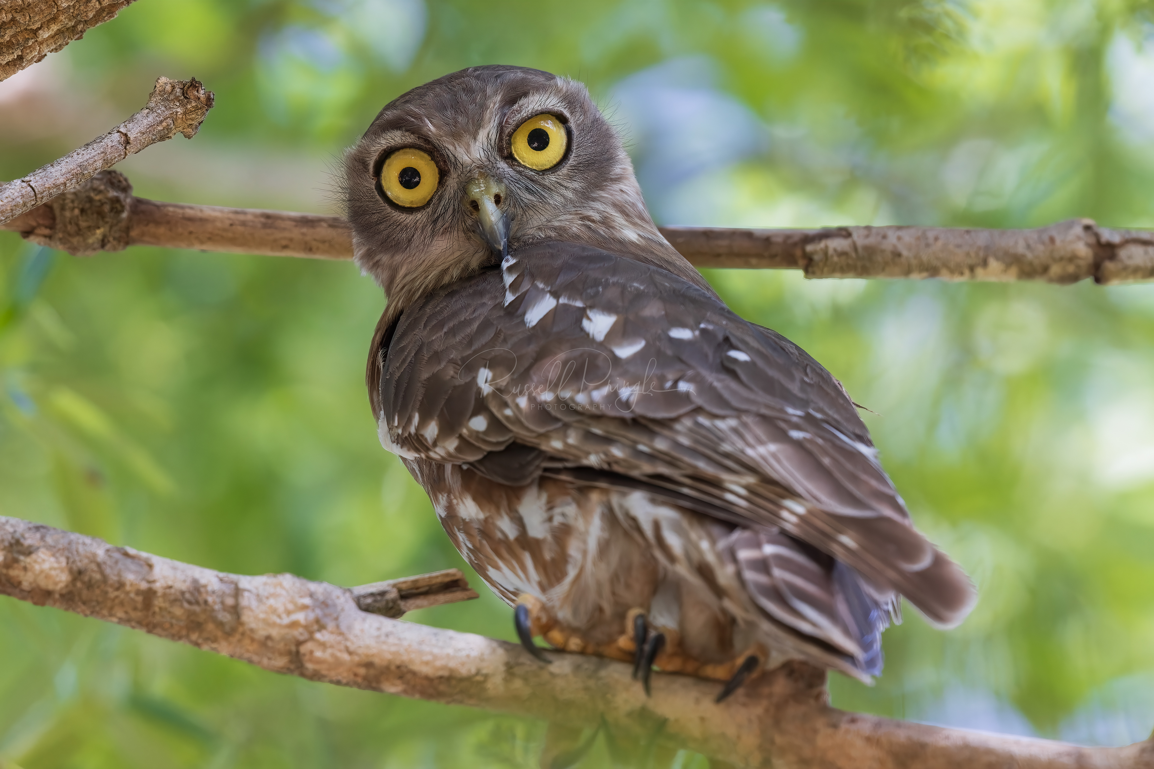 Barking Owl