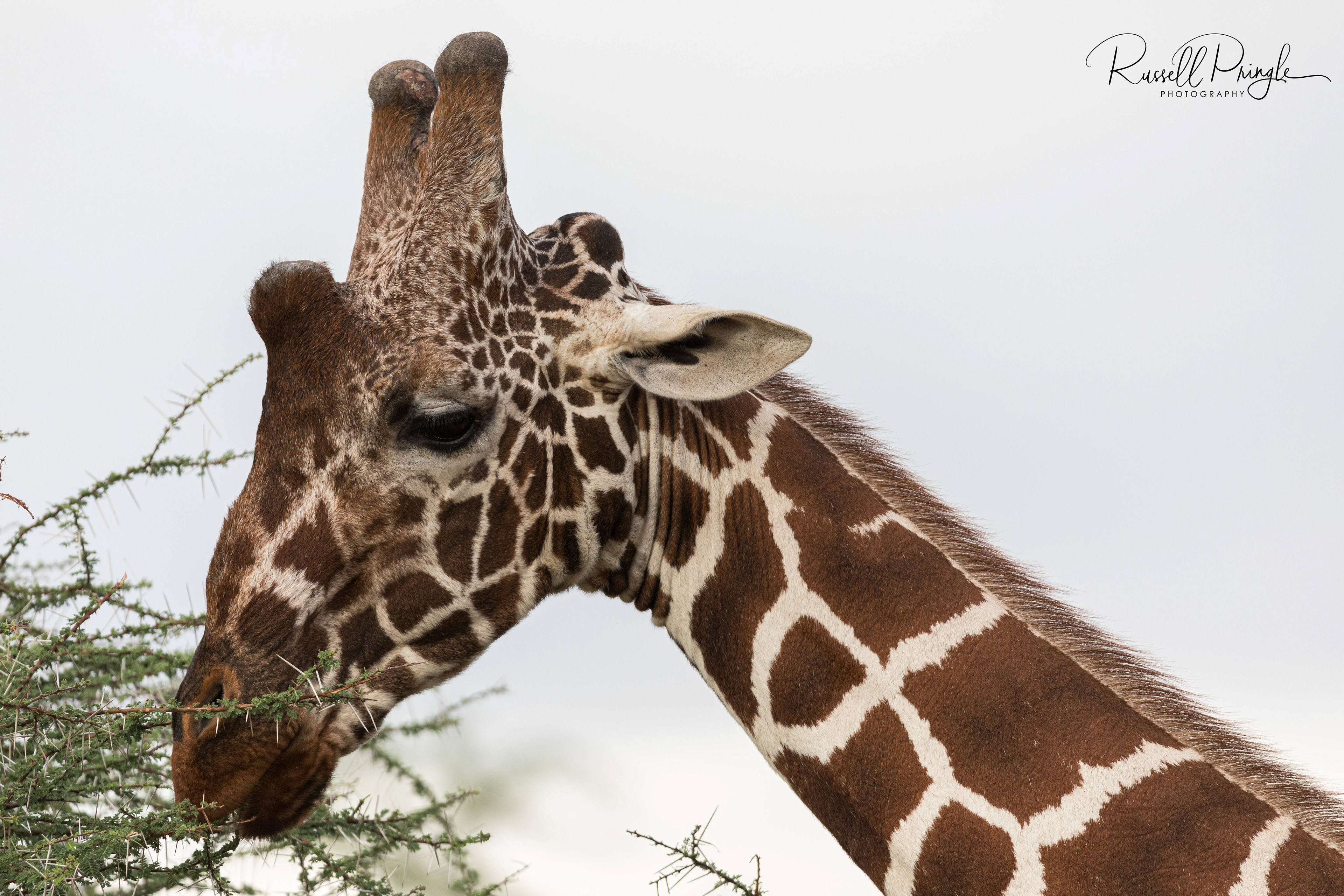 Reticulated Giraffe-Samburu