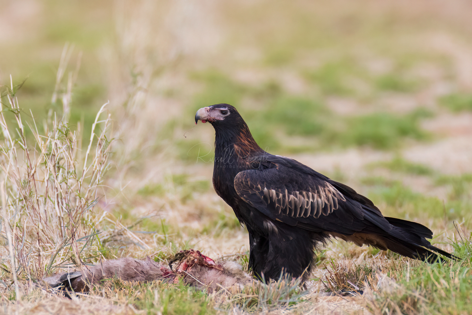 Wedge-tailed Eagle