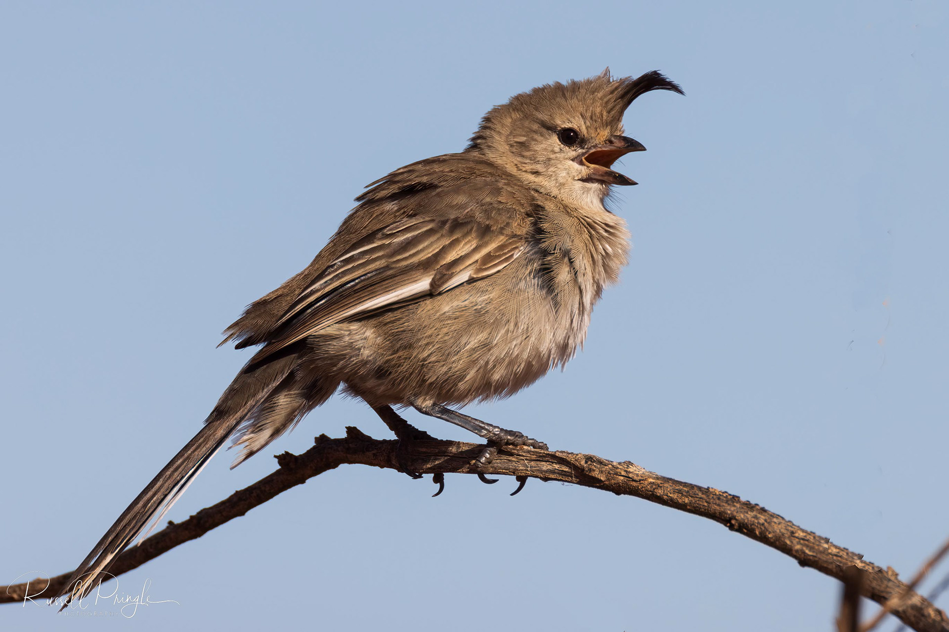 Chirruping Wedgebill