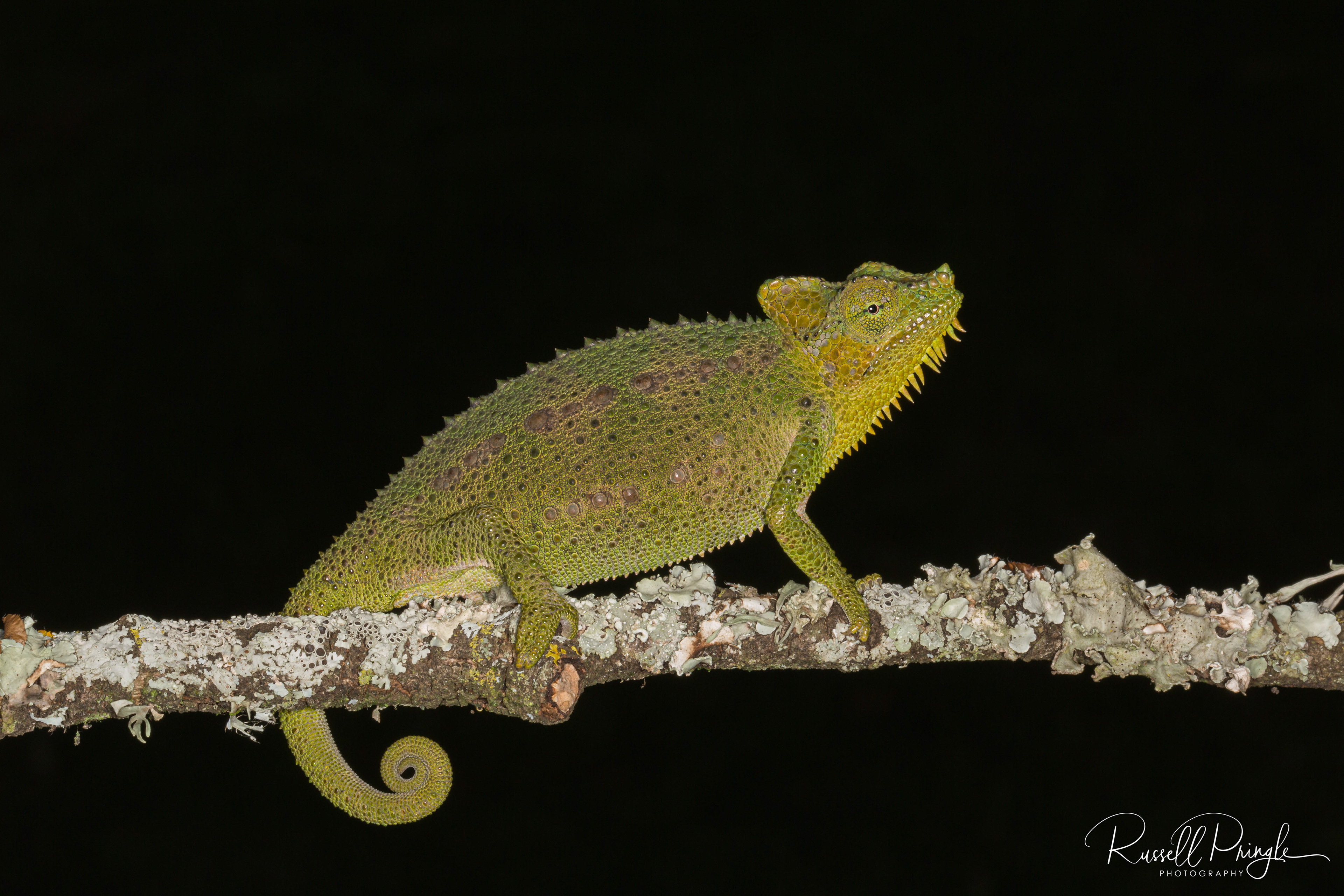 Flap necked Chameleon-Nyahururu
