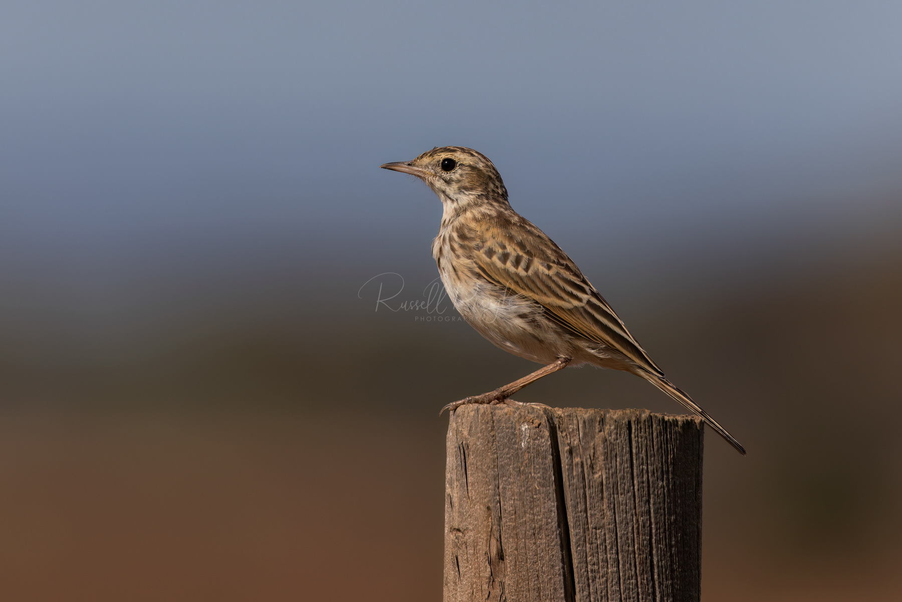 Australasian Pipit