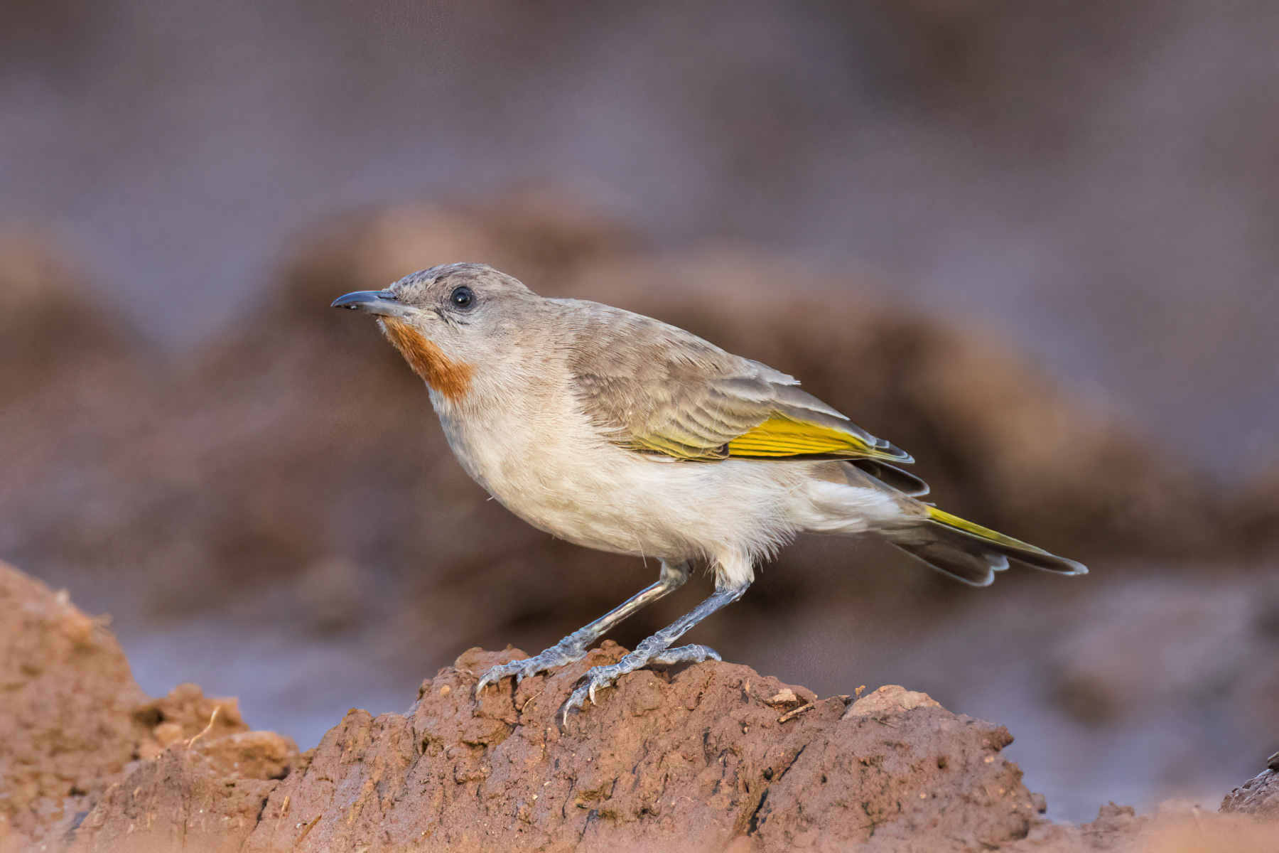 Rufous-throated Honeyeater