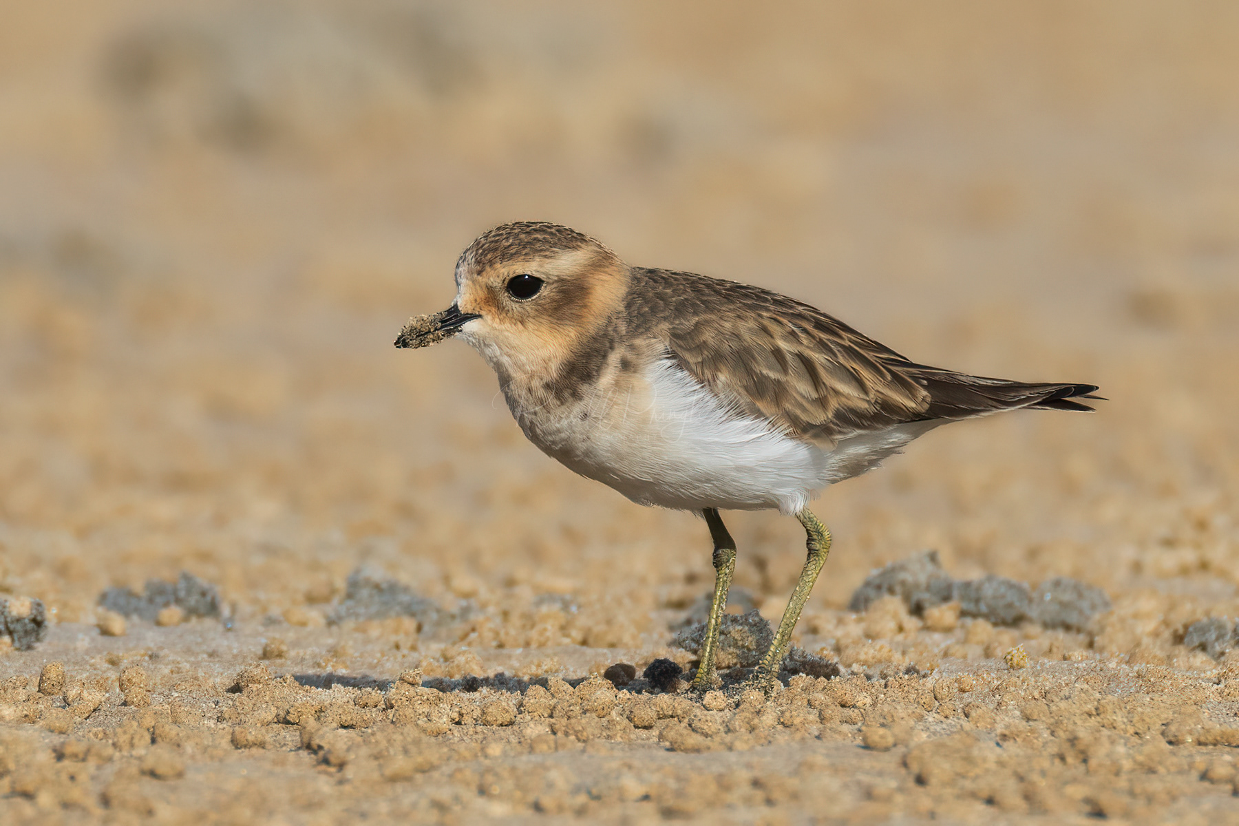 Double-banded Plover