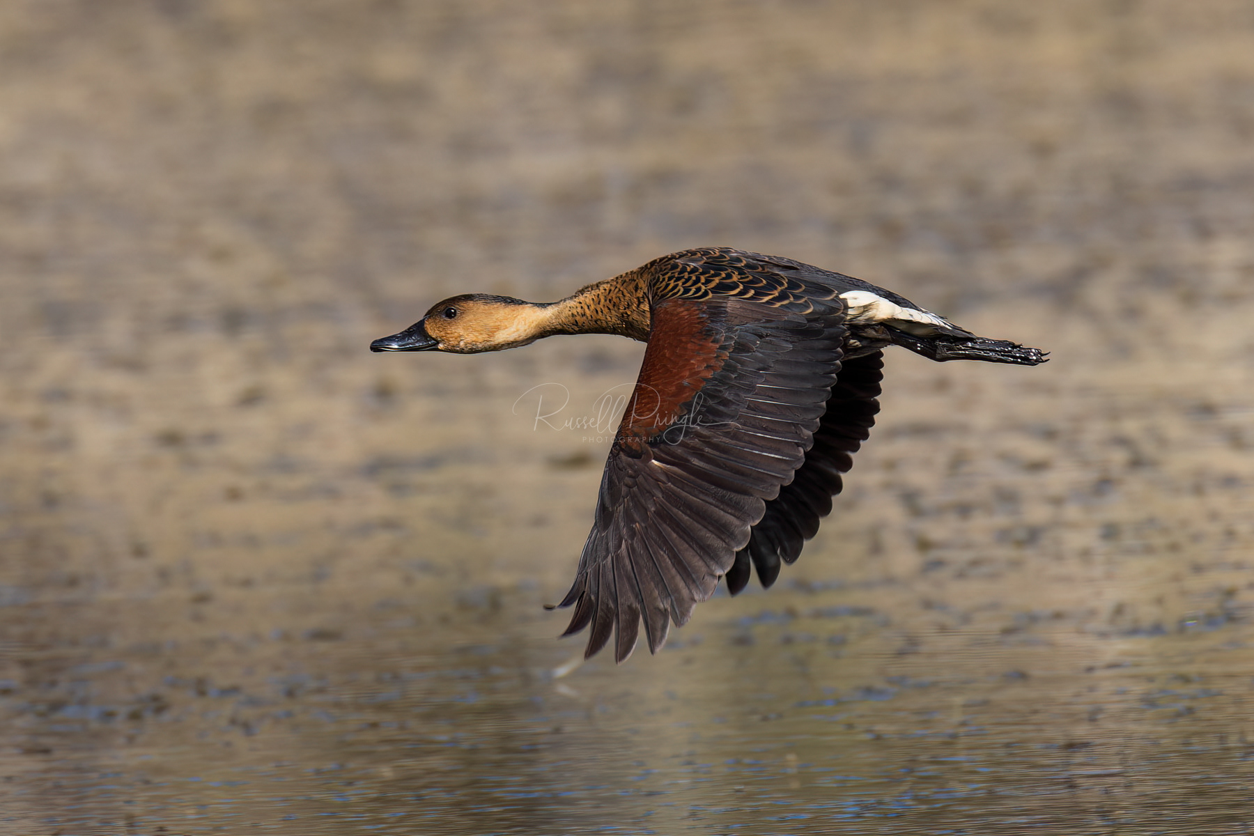 Wandering Whistling-Duck