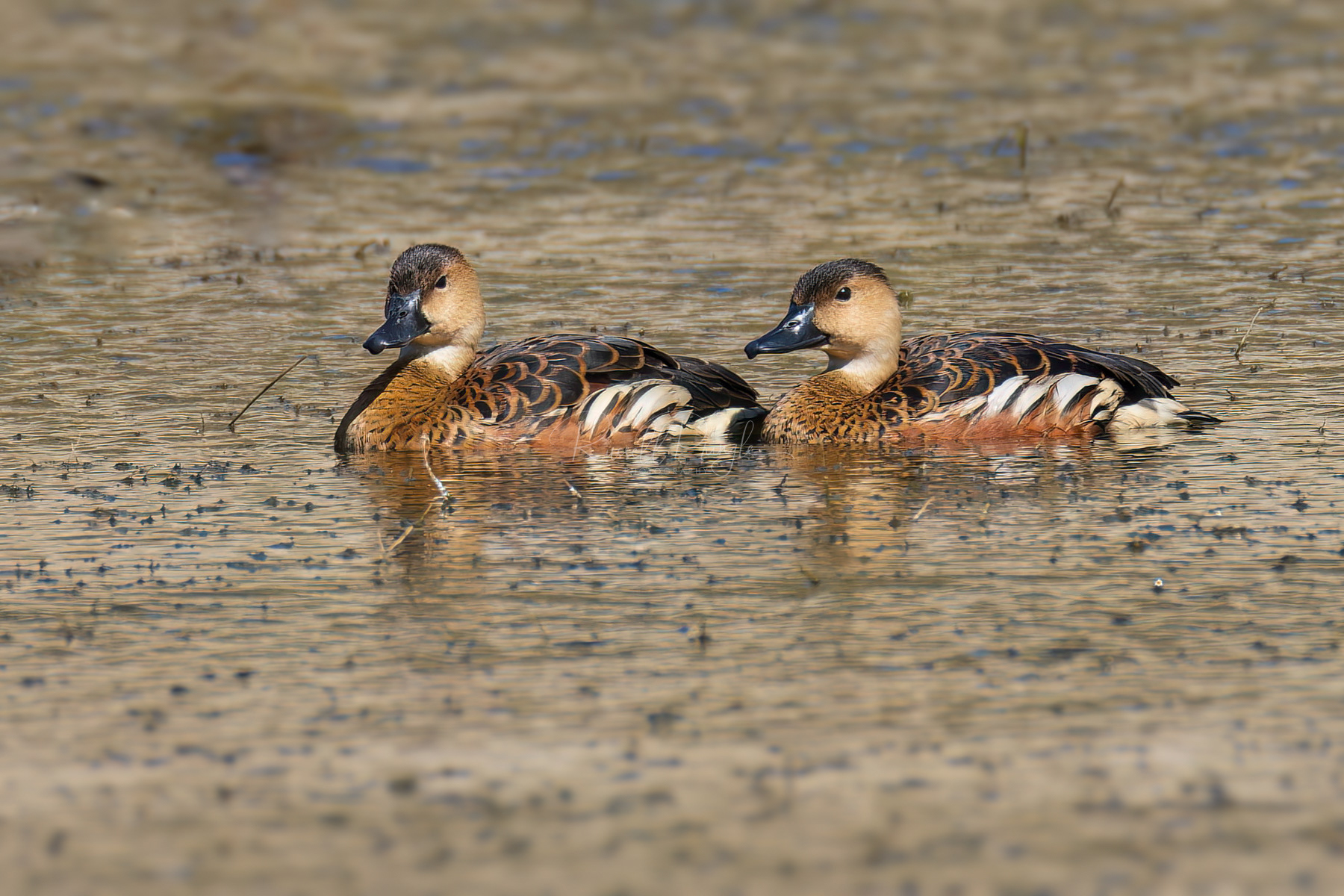 Wandering Whistling-Ducks