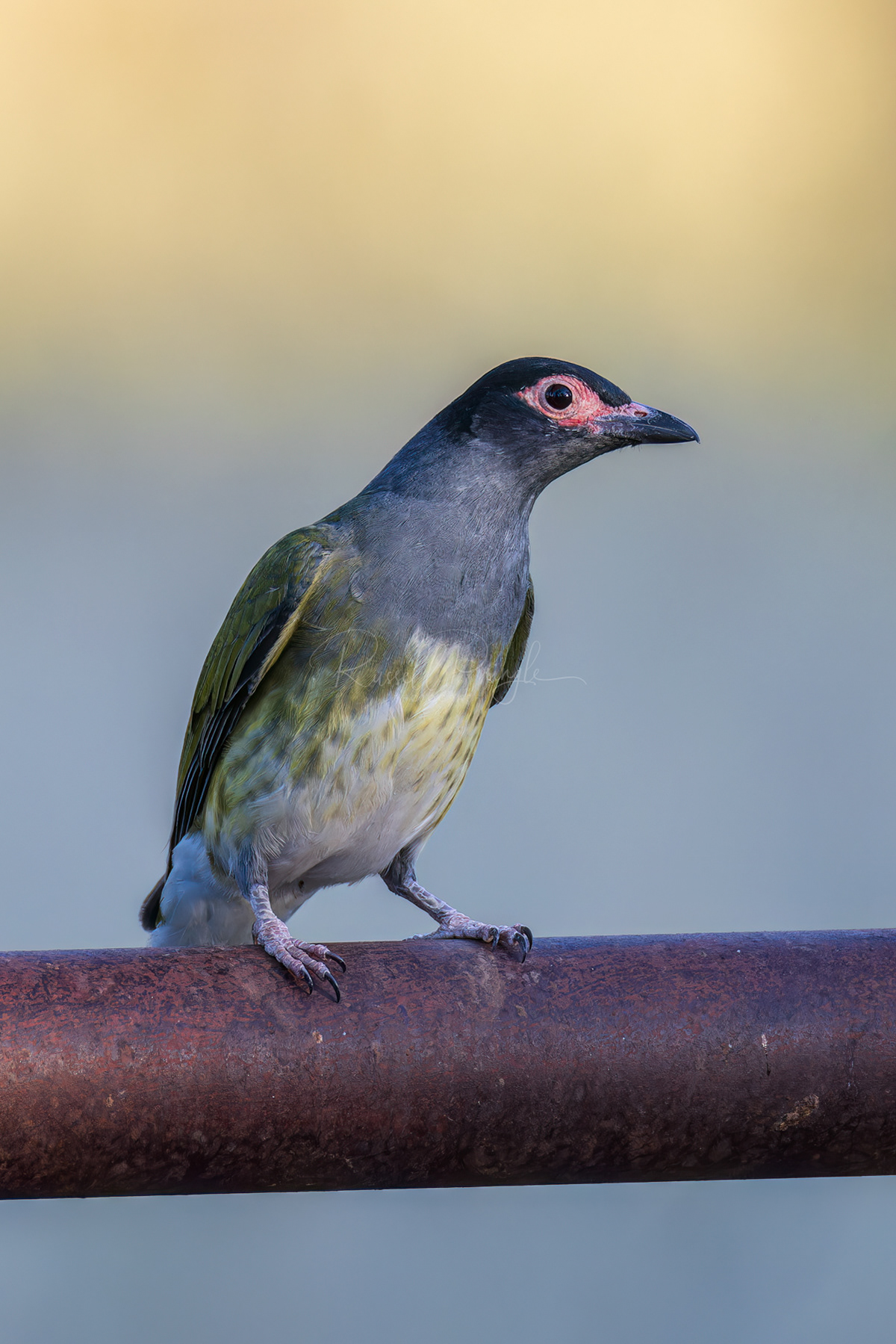 Australian Figbird (male)