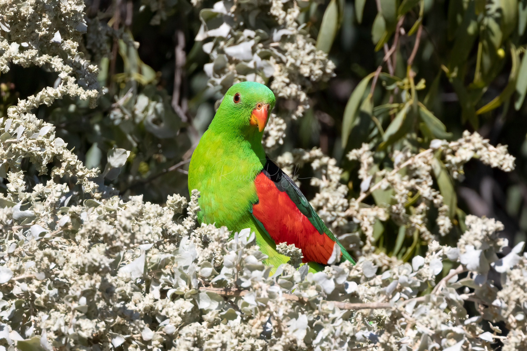 Red-winged Parrot (male)