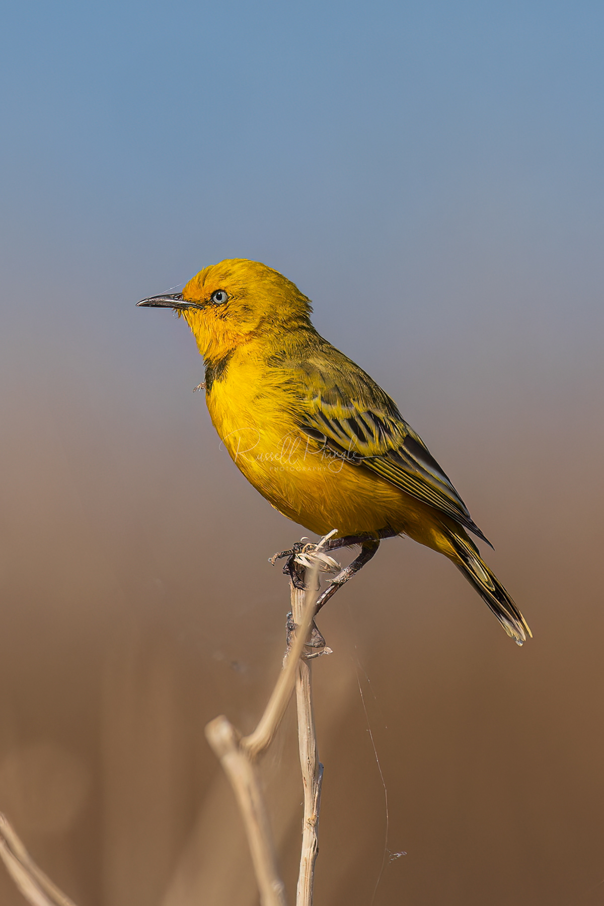 Yellow Chat (male)