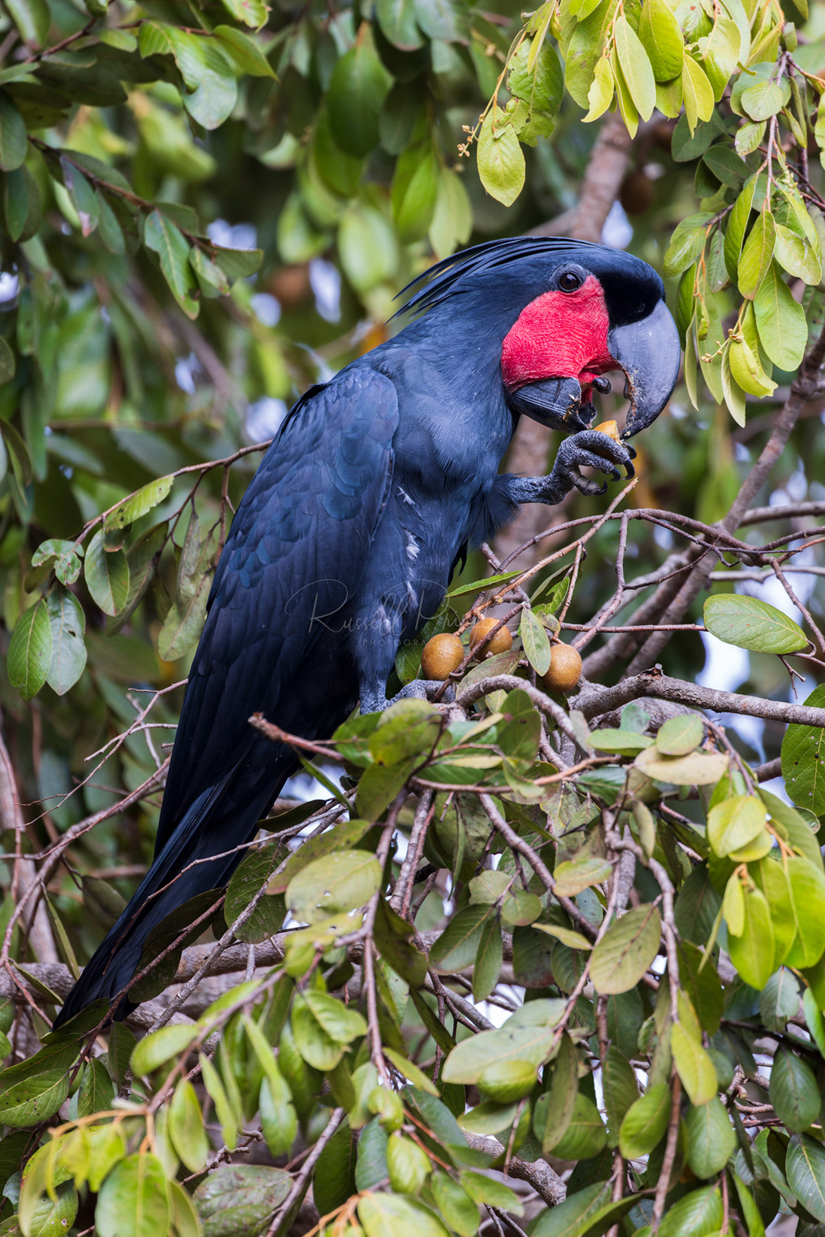 Palm Cockatoo