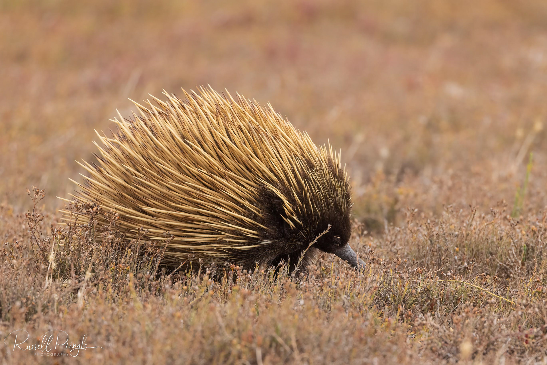 Short-beaked Echidna (Kangaroo Island)