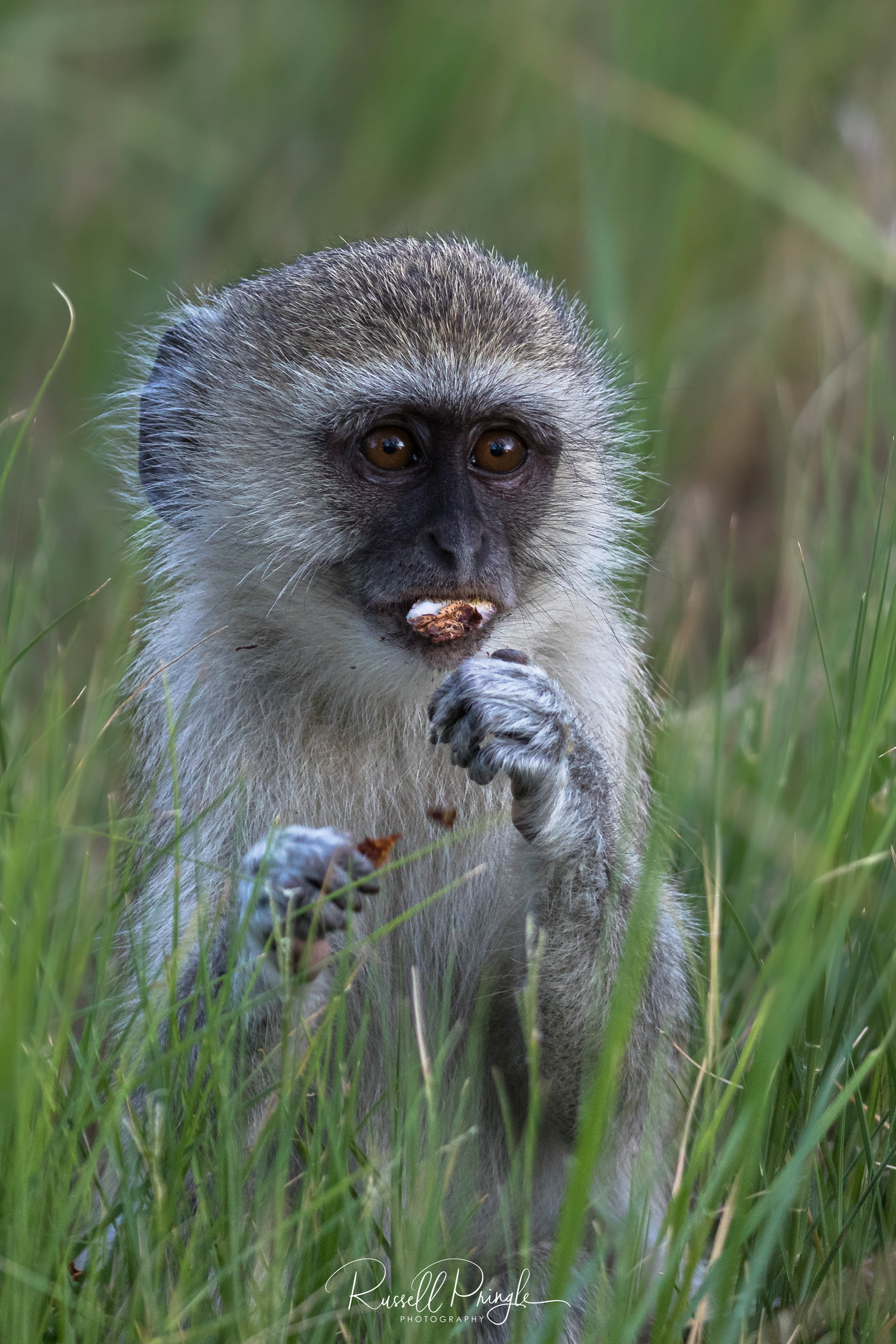 Vervet Monkey-Moremi