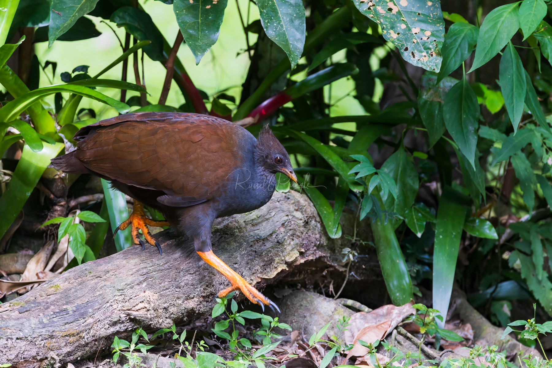 Orange-footed Megapod