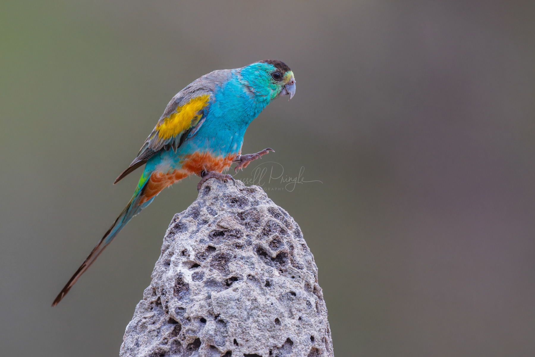 Golden-shouldered Parrot (male)