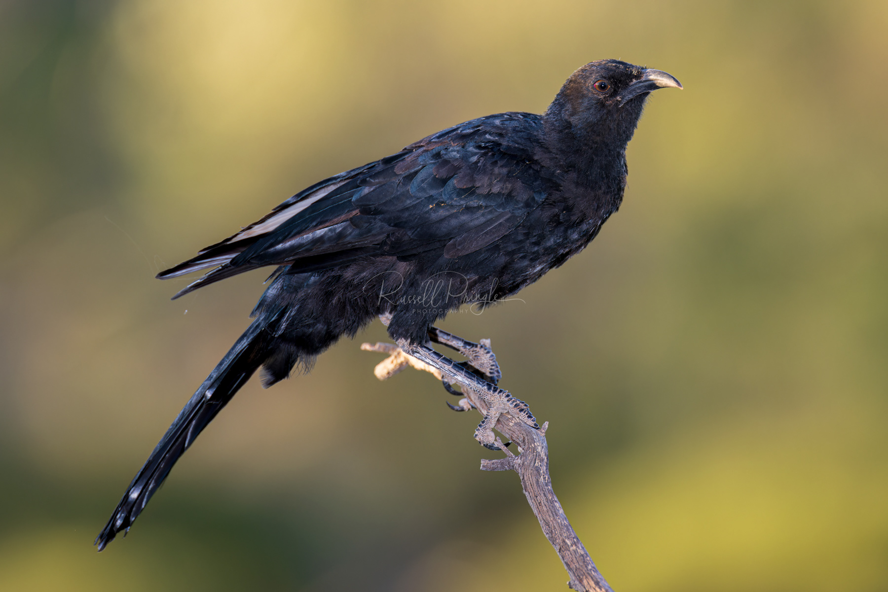 White-winged Chouch (juvinile)