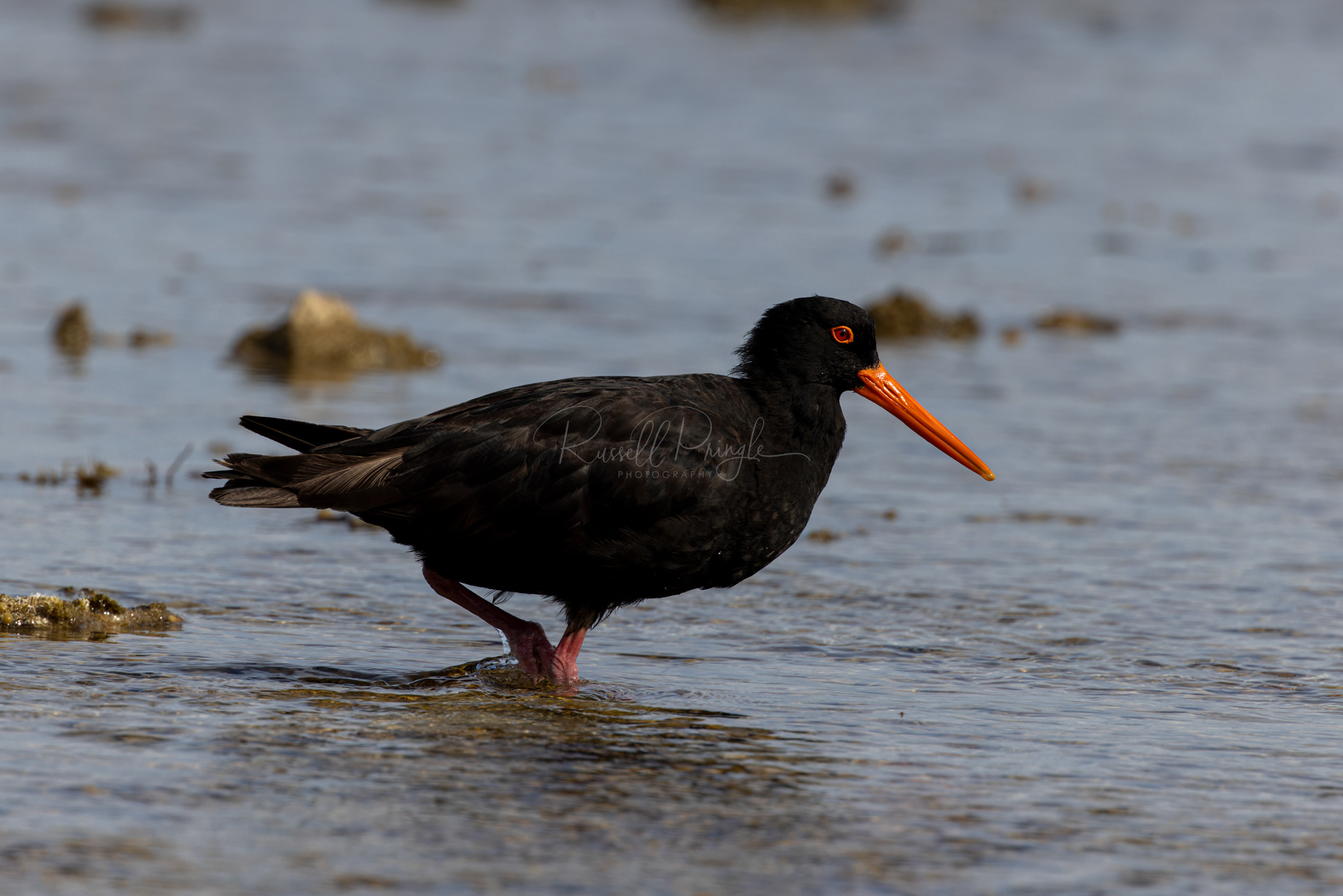Sooty Oystercatcher