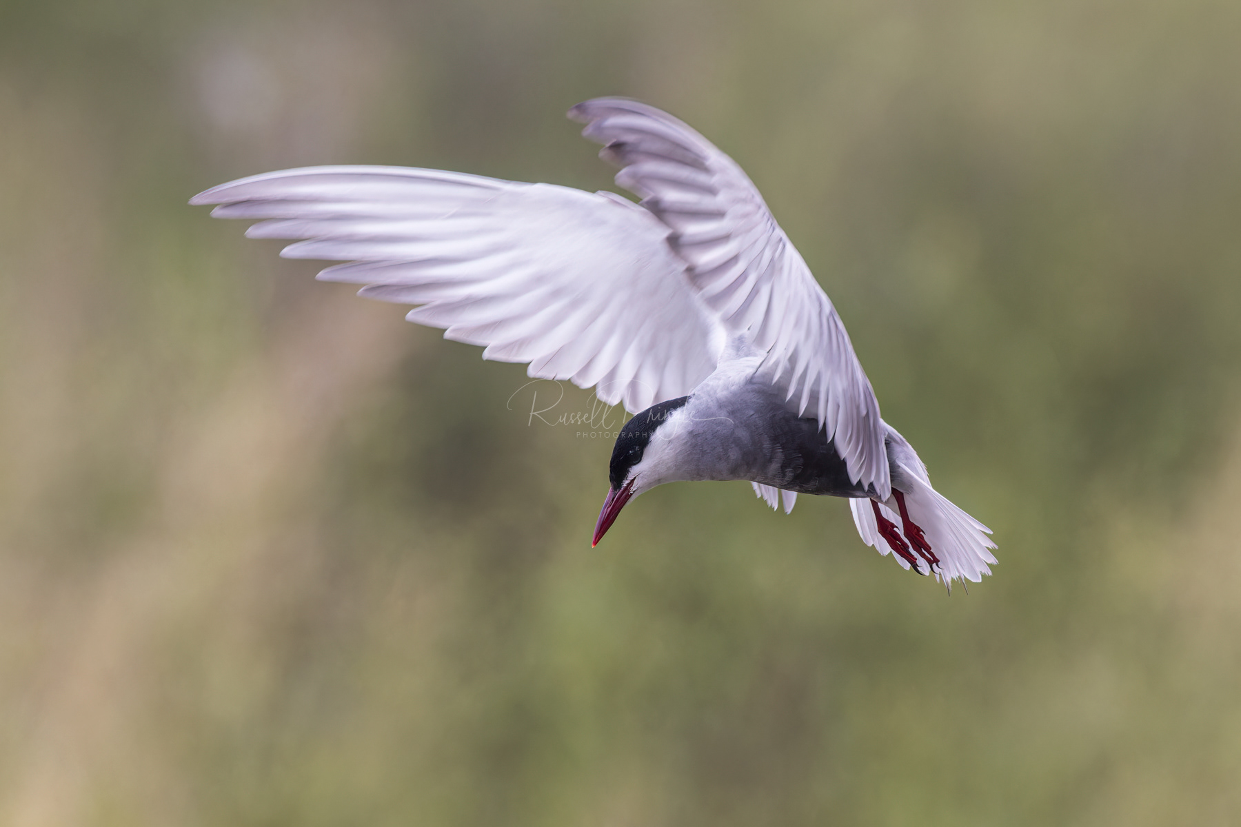 Whiskered Tern (breeding)