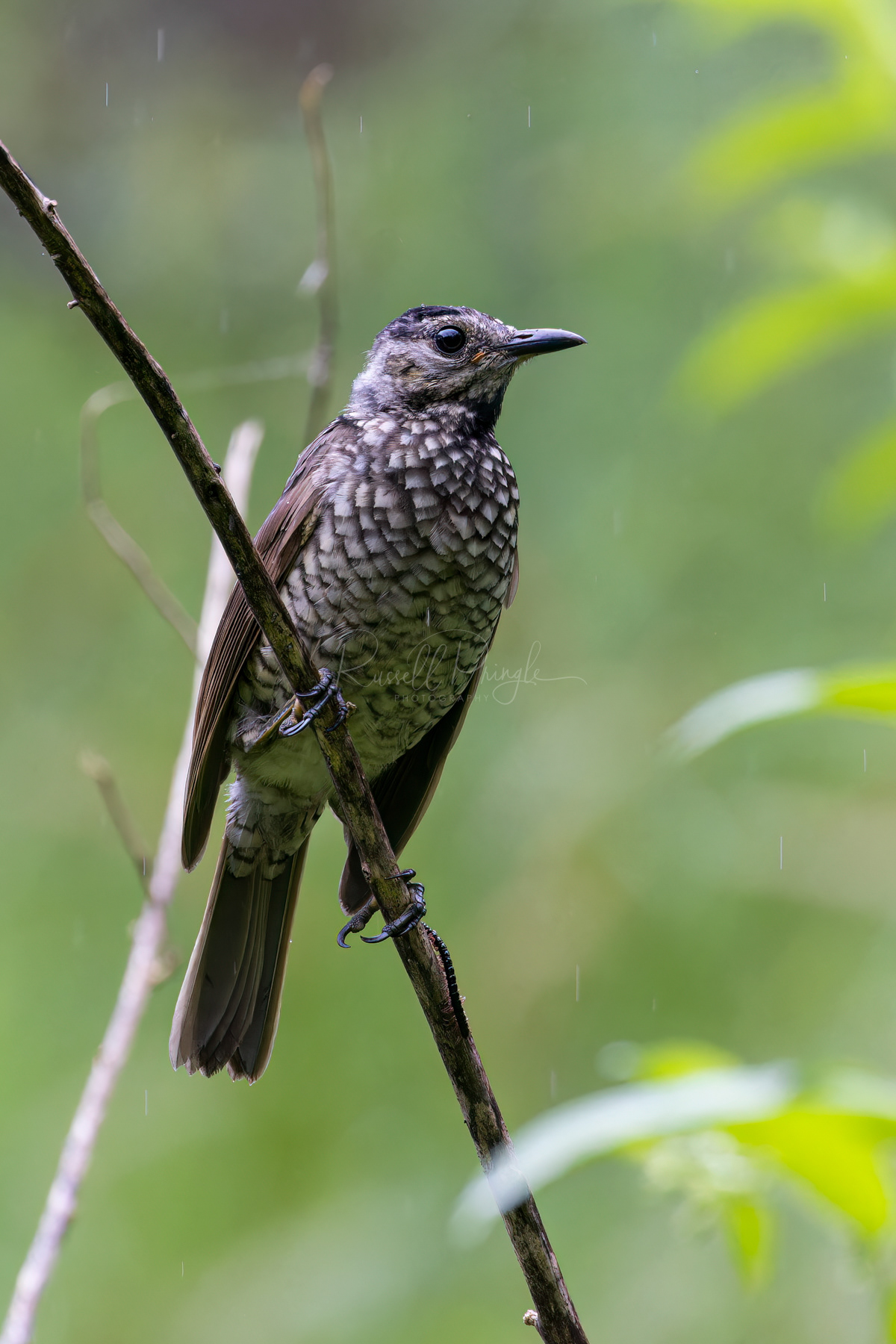 Regent Bowerbird (juvinile)