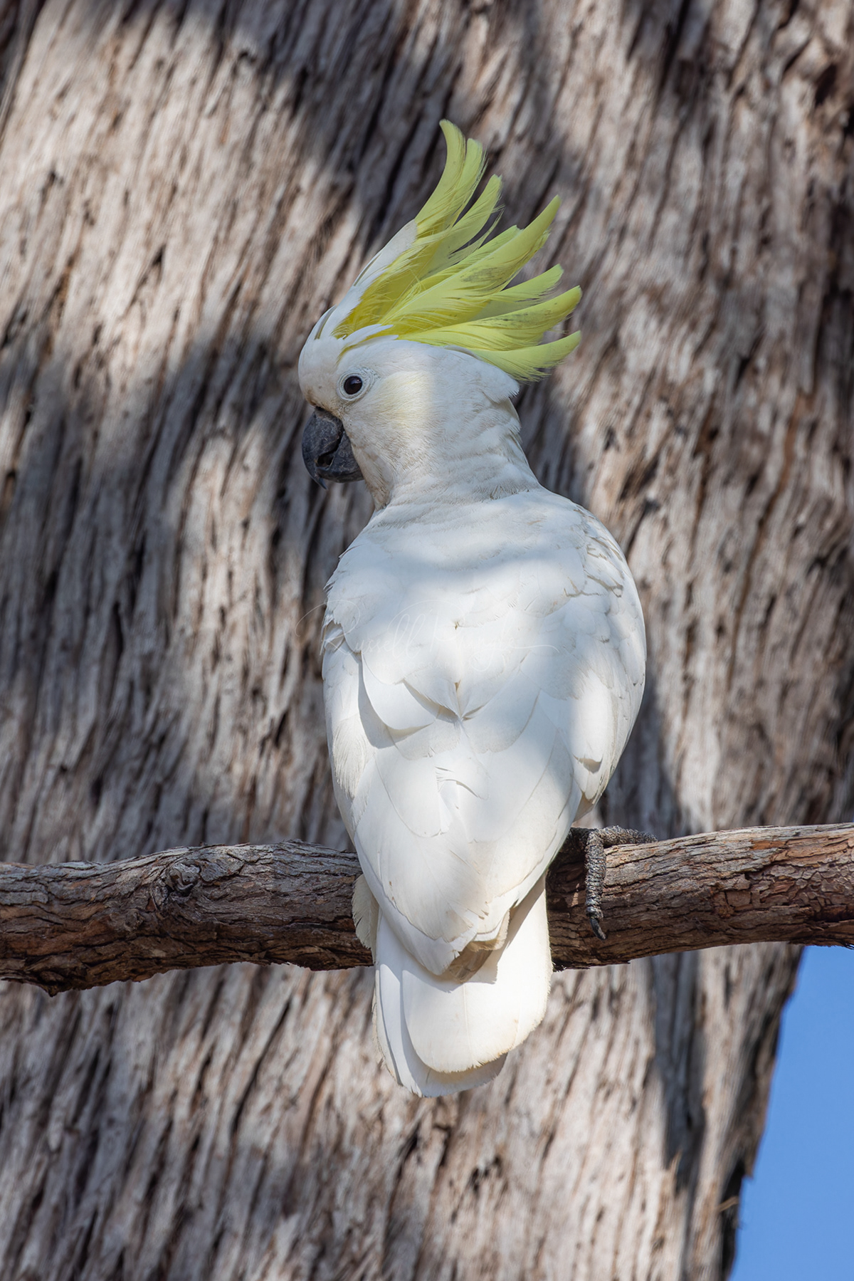 Sulpher-creasted Cockatoo