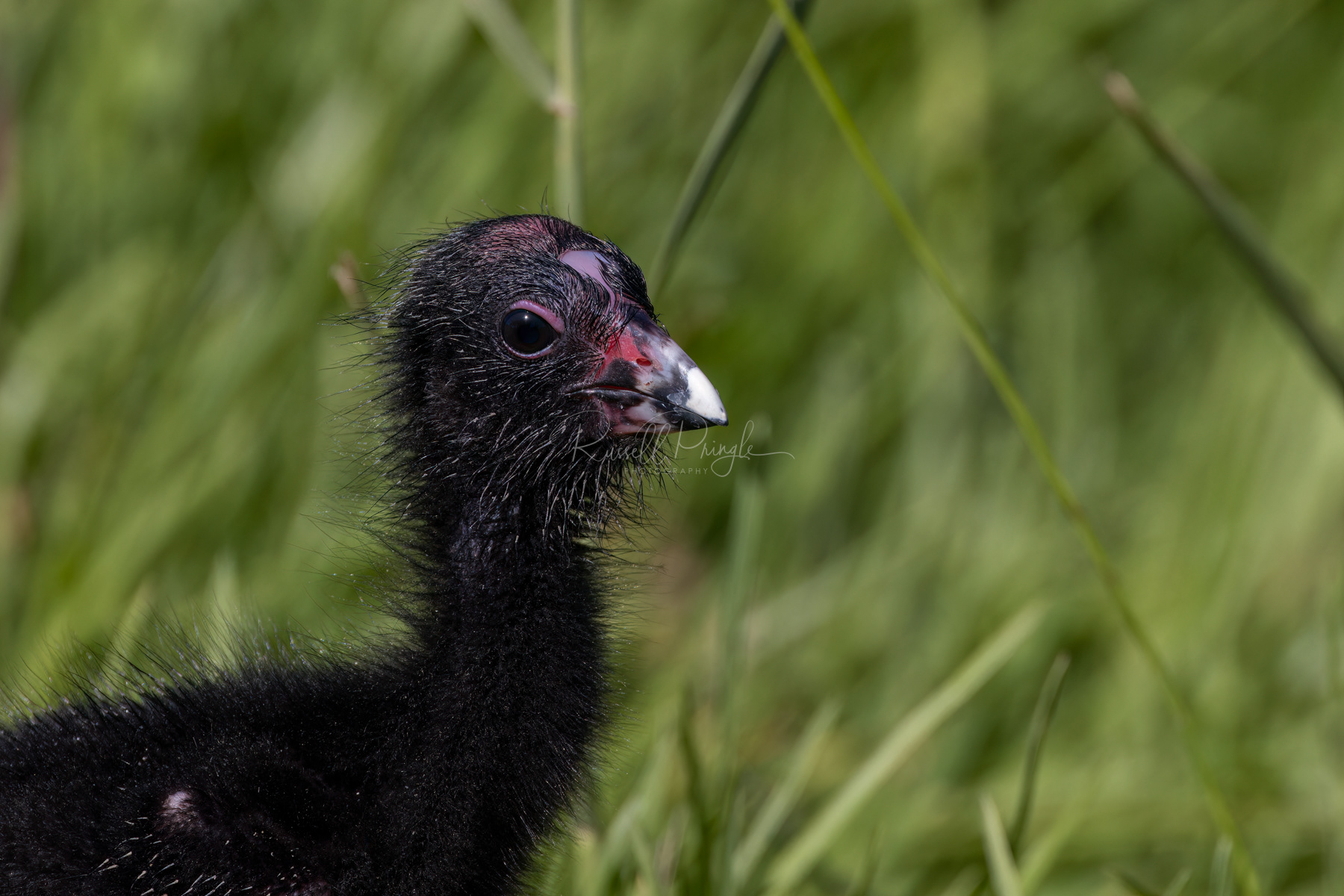 Australasian Swamphen (immature)