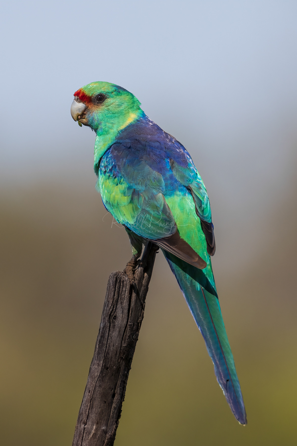 Mallee Ringneck