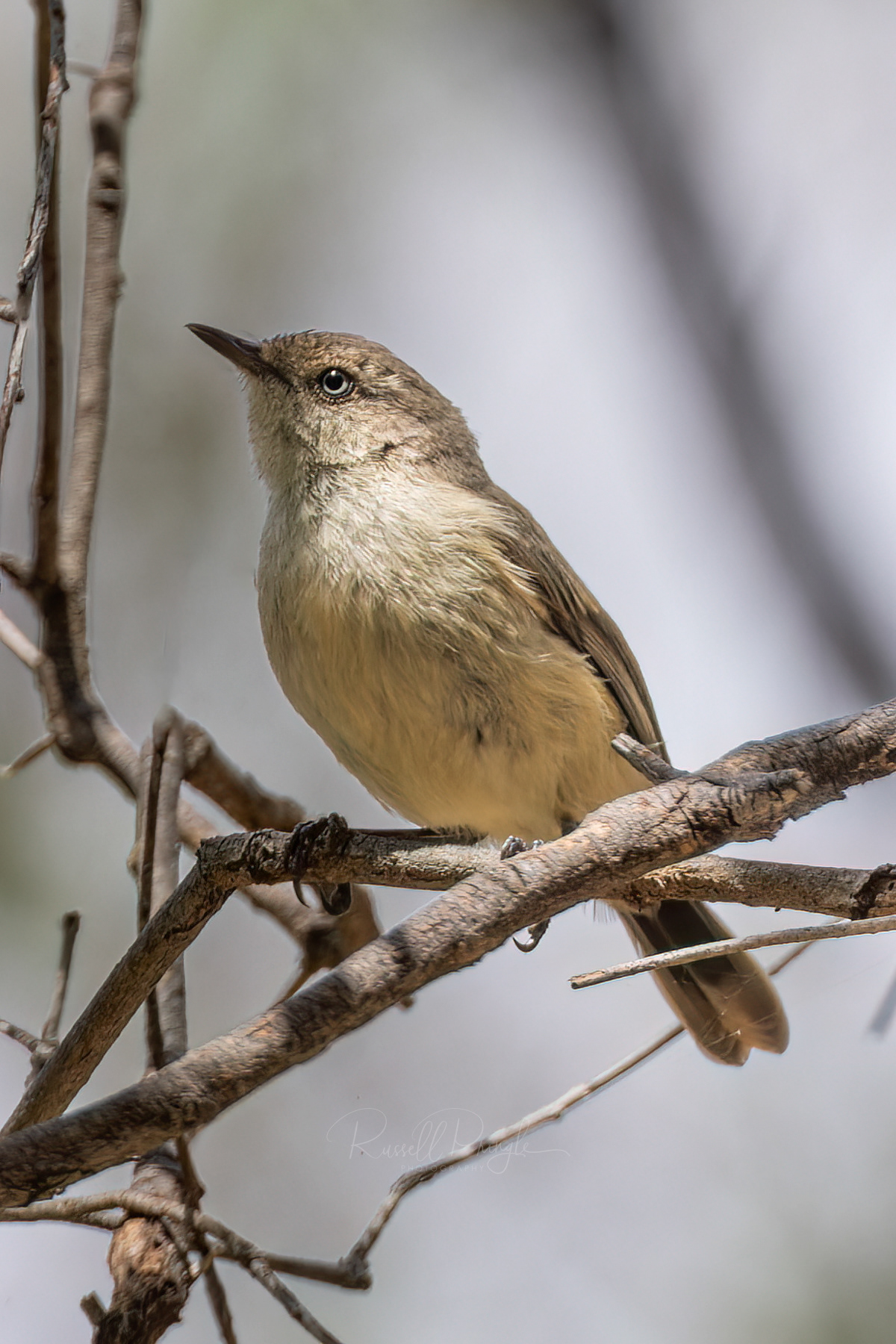 Buff-rumped Thornbill
