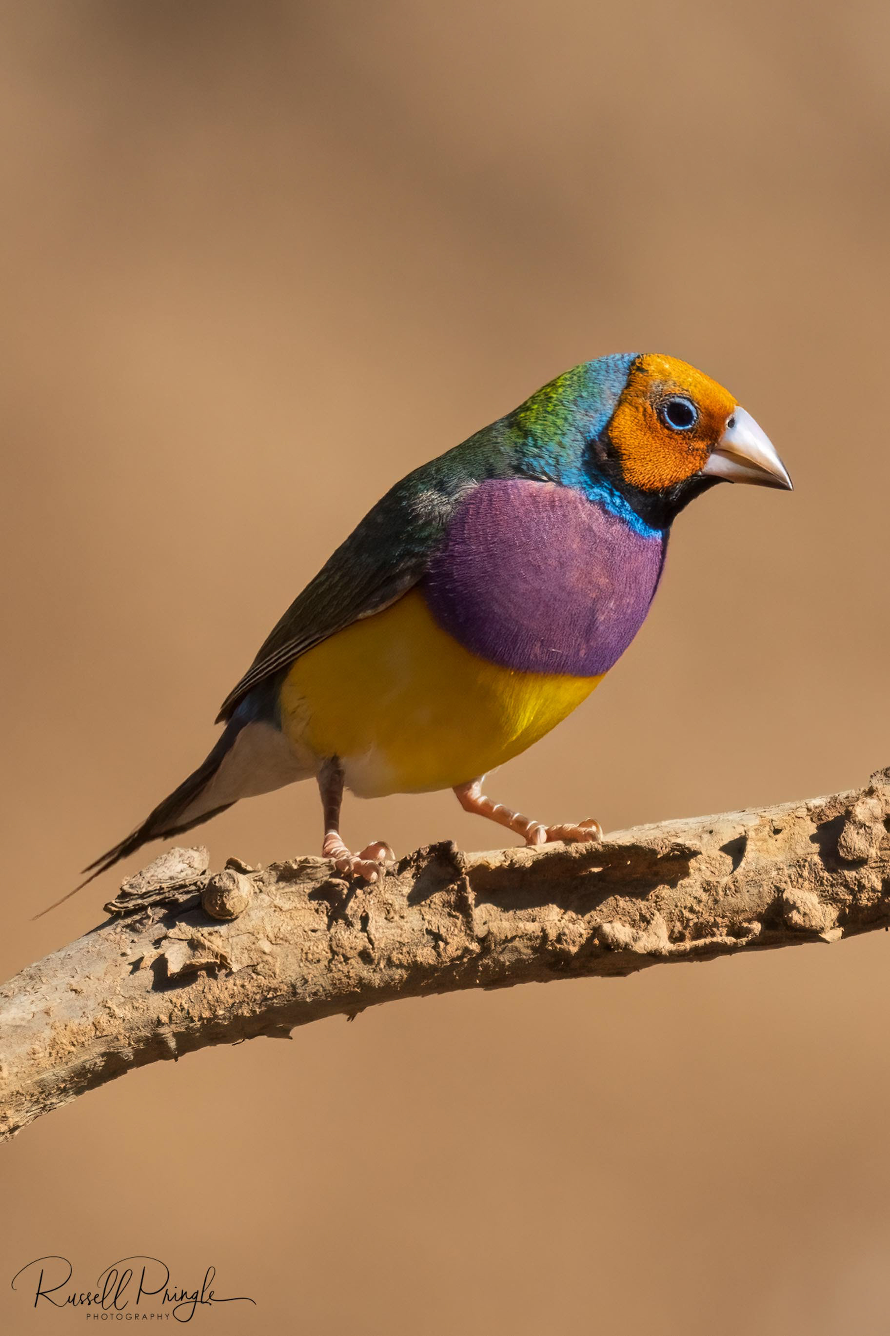 Gouldian Finch. Golden Headed (Male)