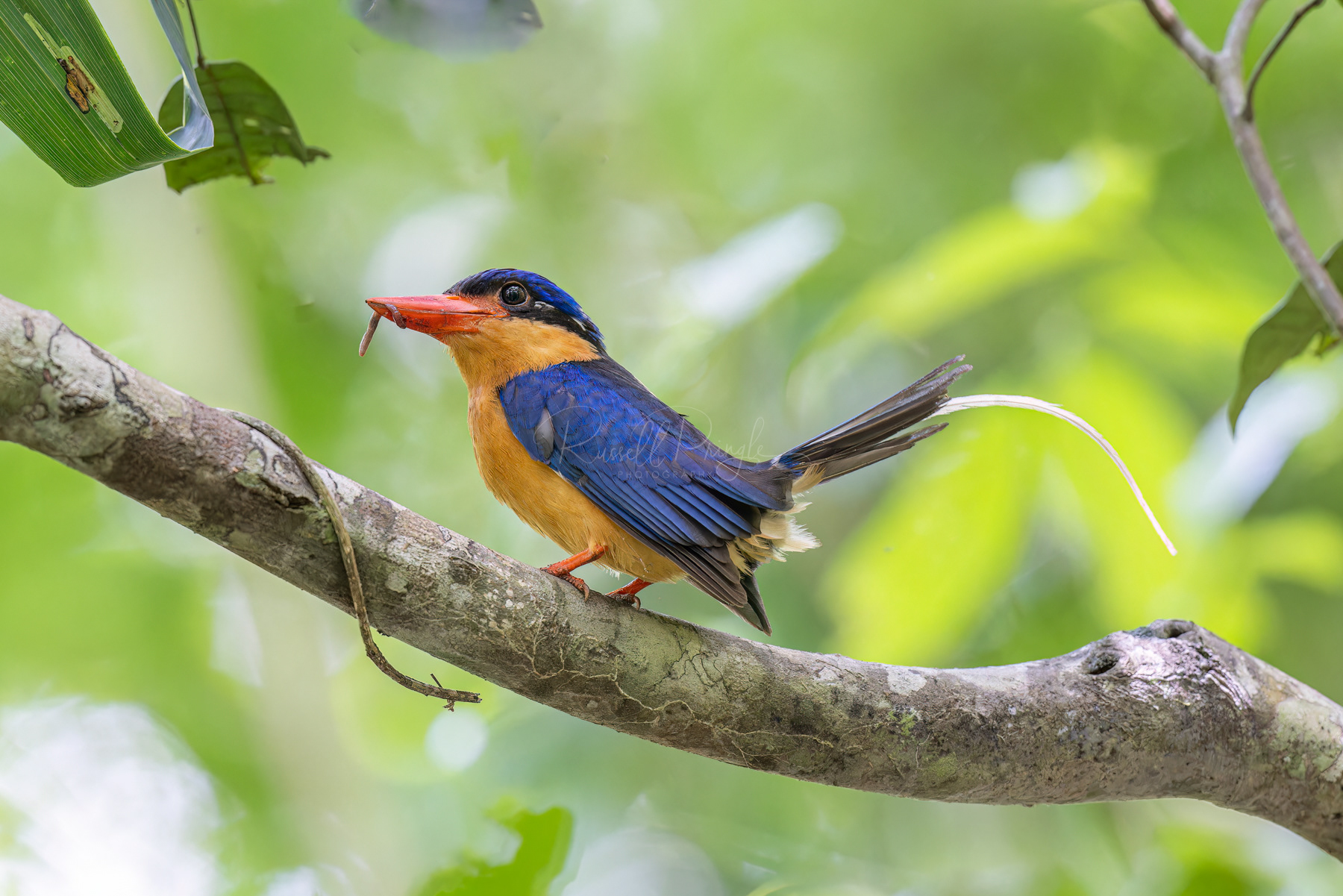 Buff-breasted Paradise-Kingfisher