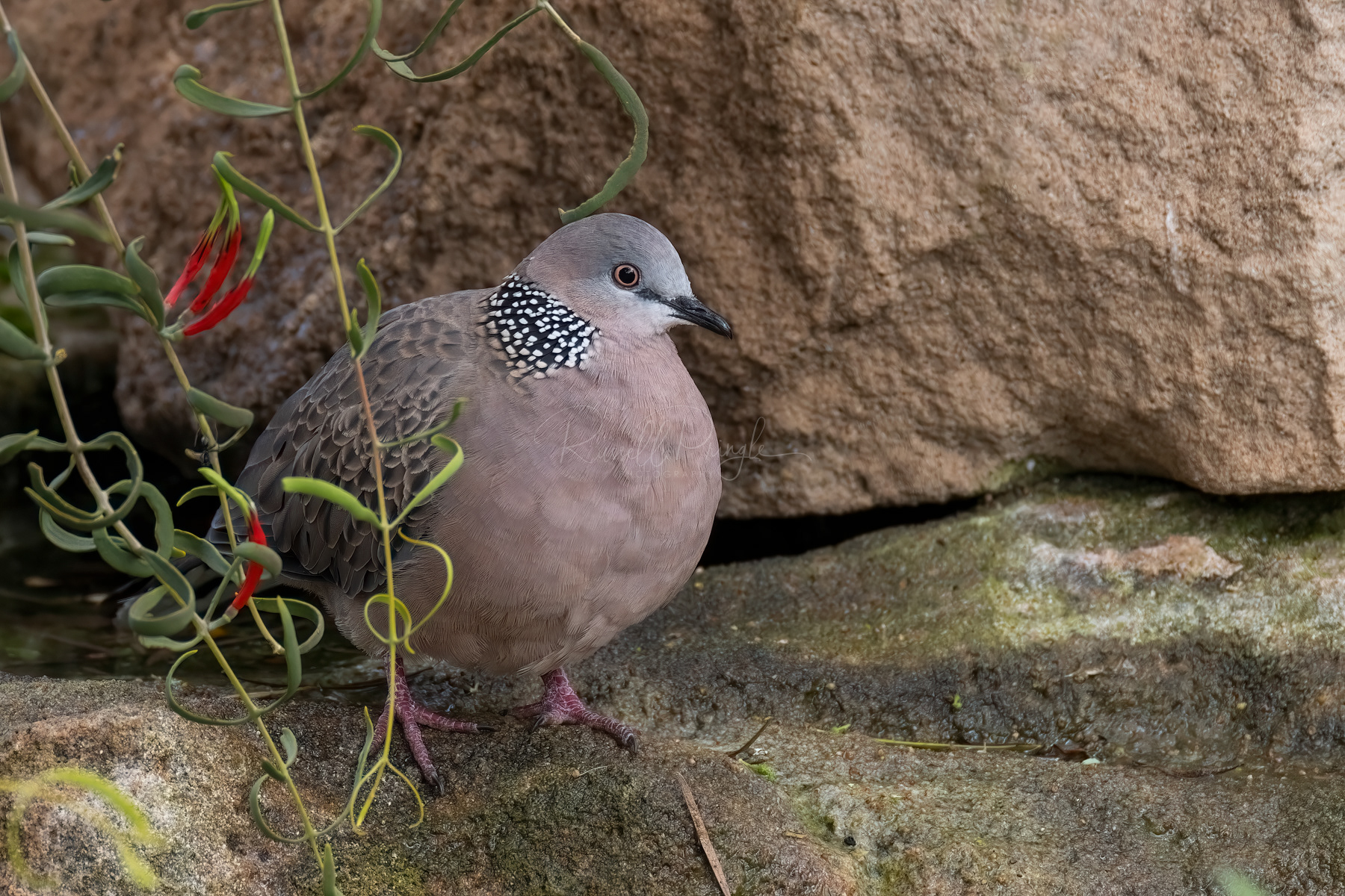 Spotted Dove (feral)
