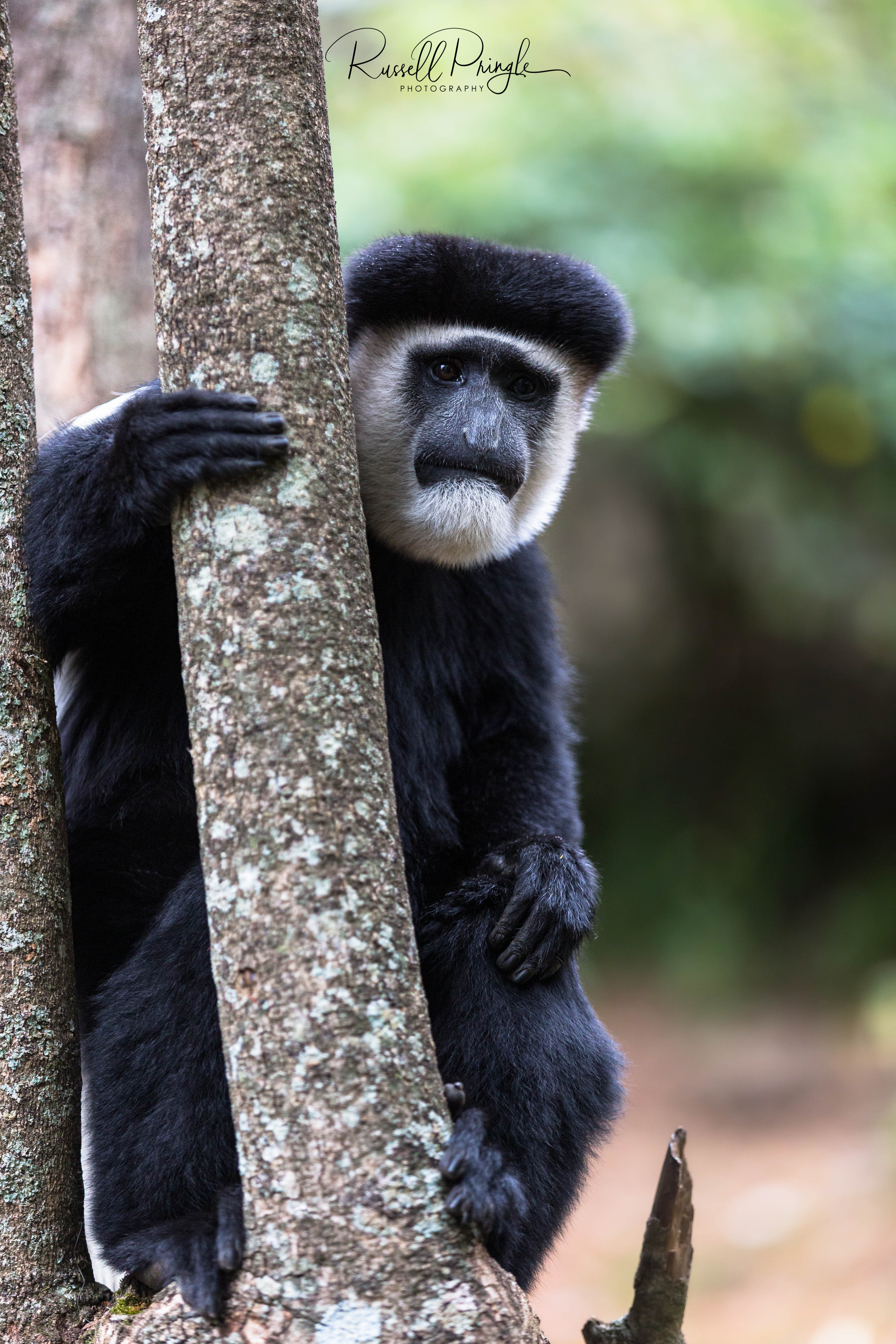 Black & White Colobus Monkey-Nanyuki