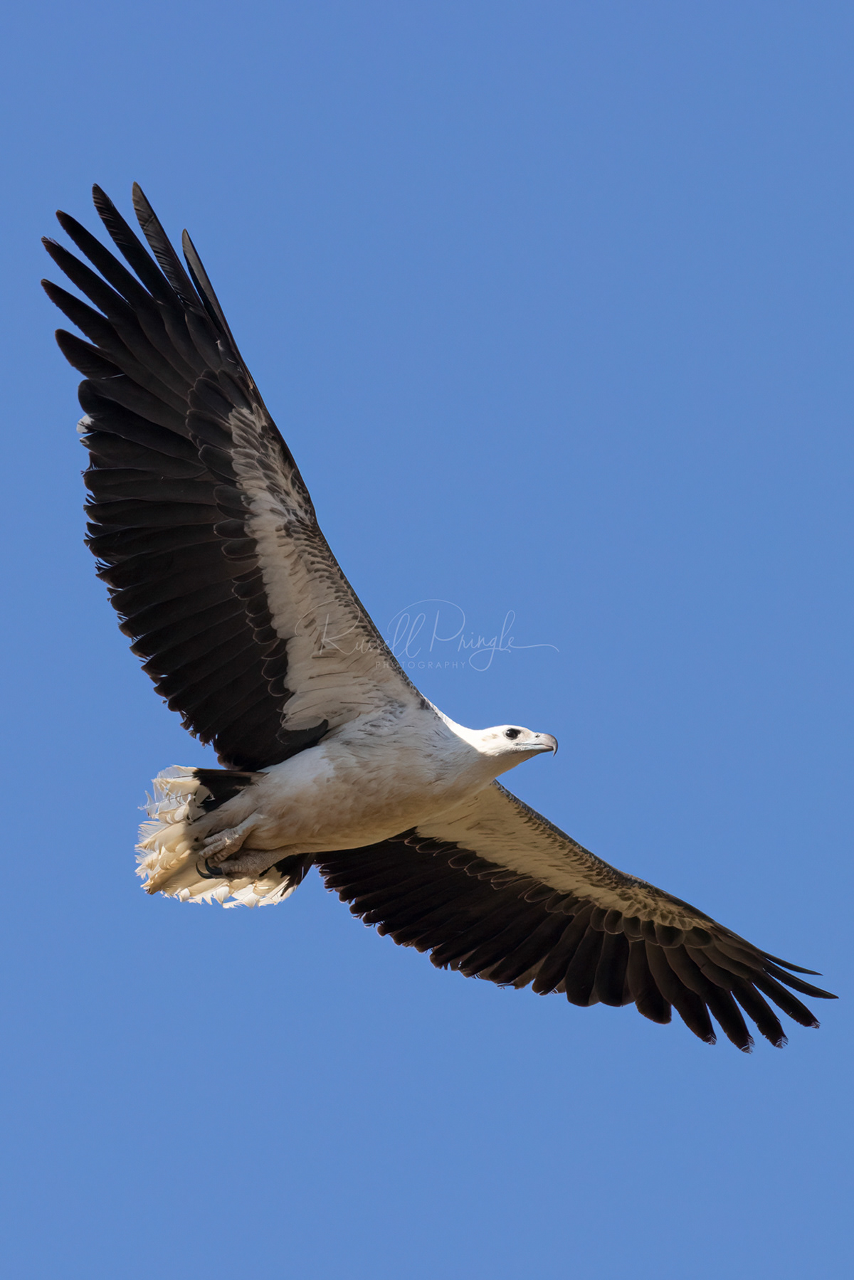 White-bellied Sea-Eagle