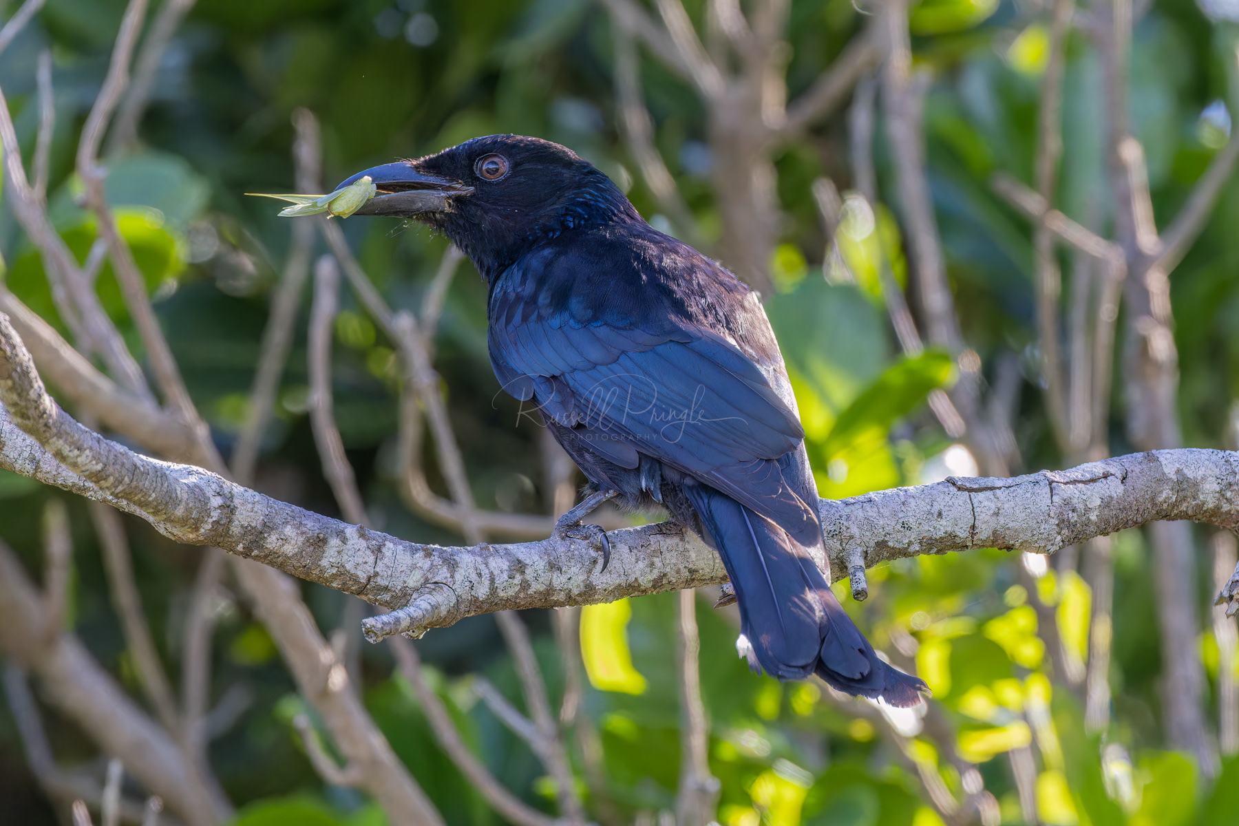 Spangled Drongo