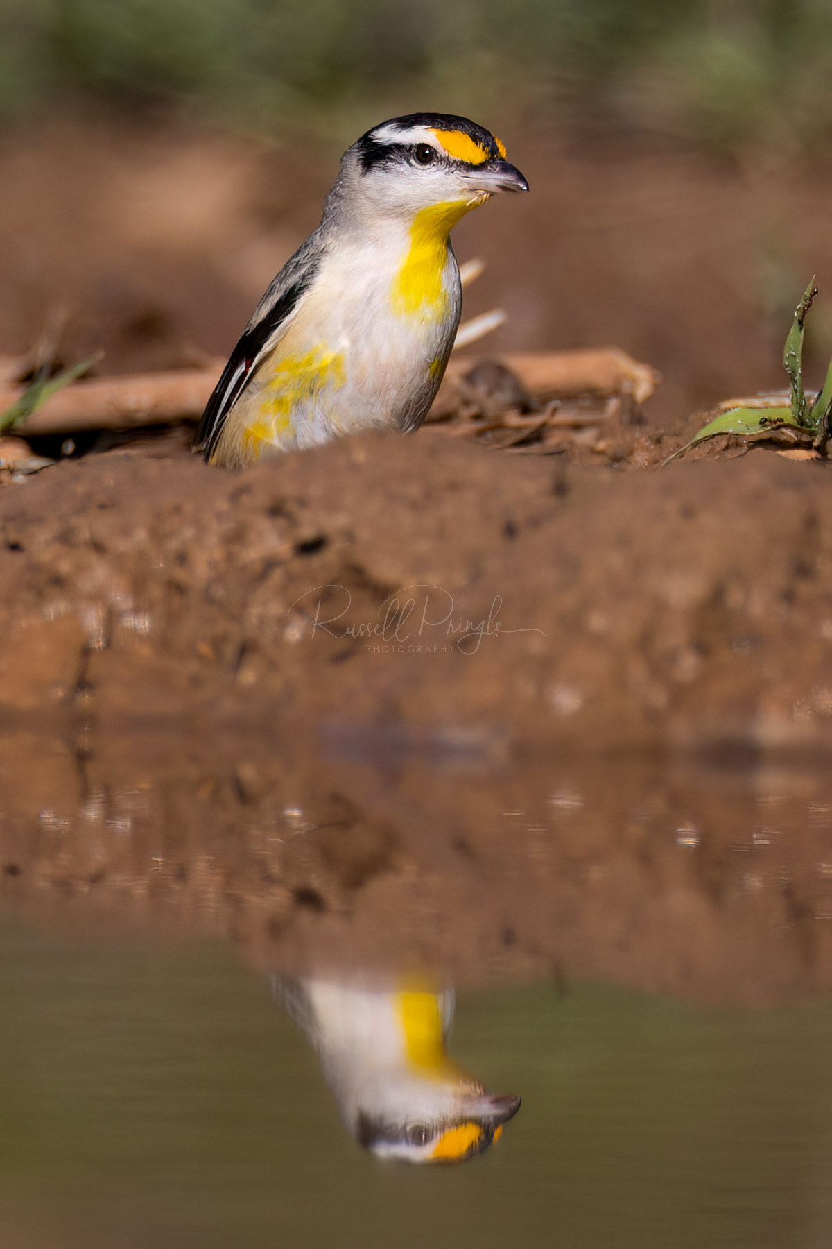 Striated Pardalote