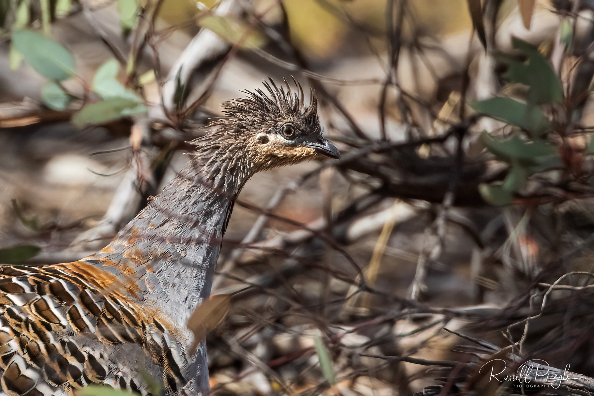 Malleefowl