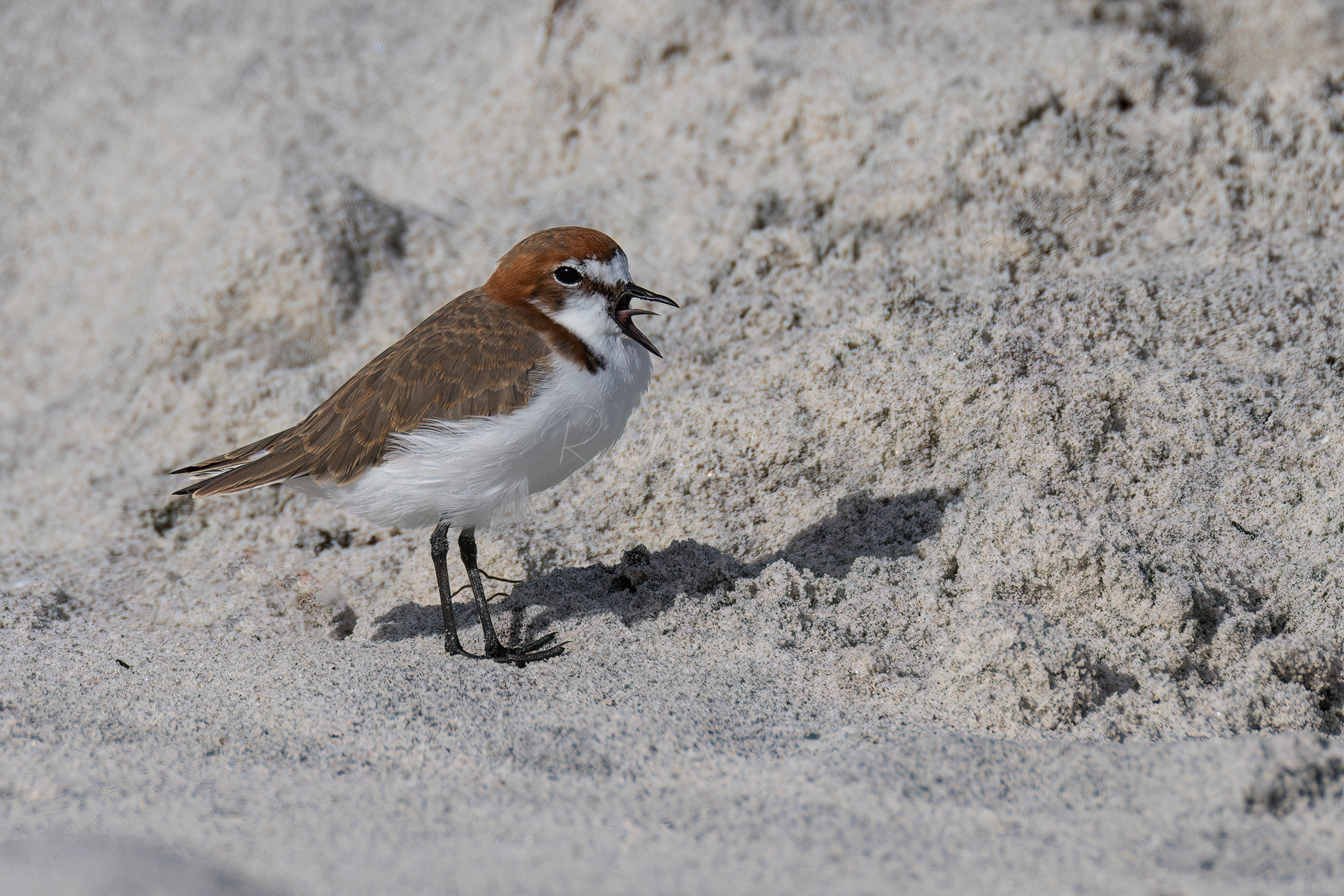 Red-capped Plover (male)