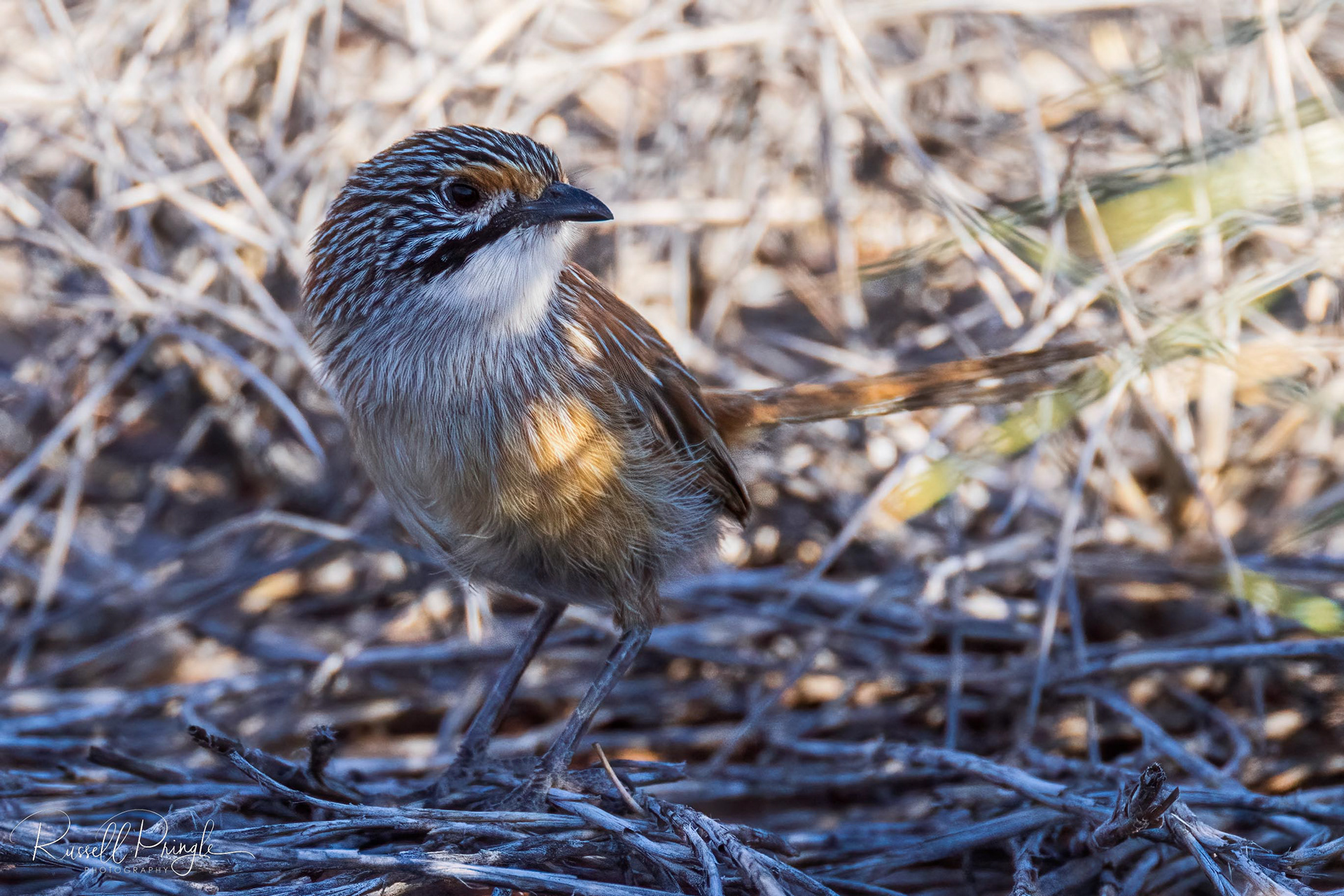 Opalton Grasswren