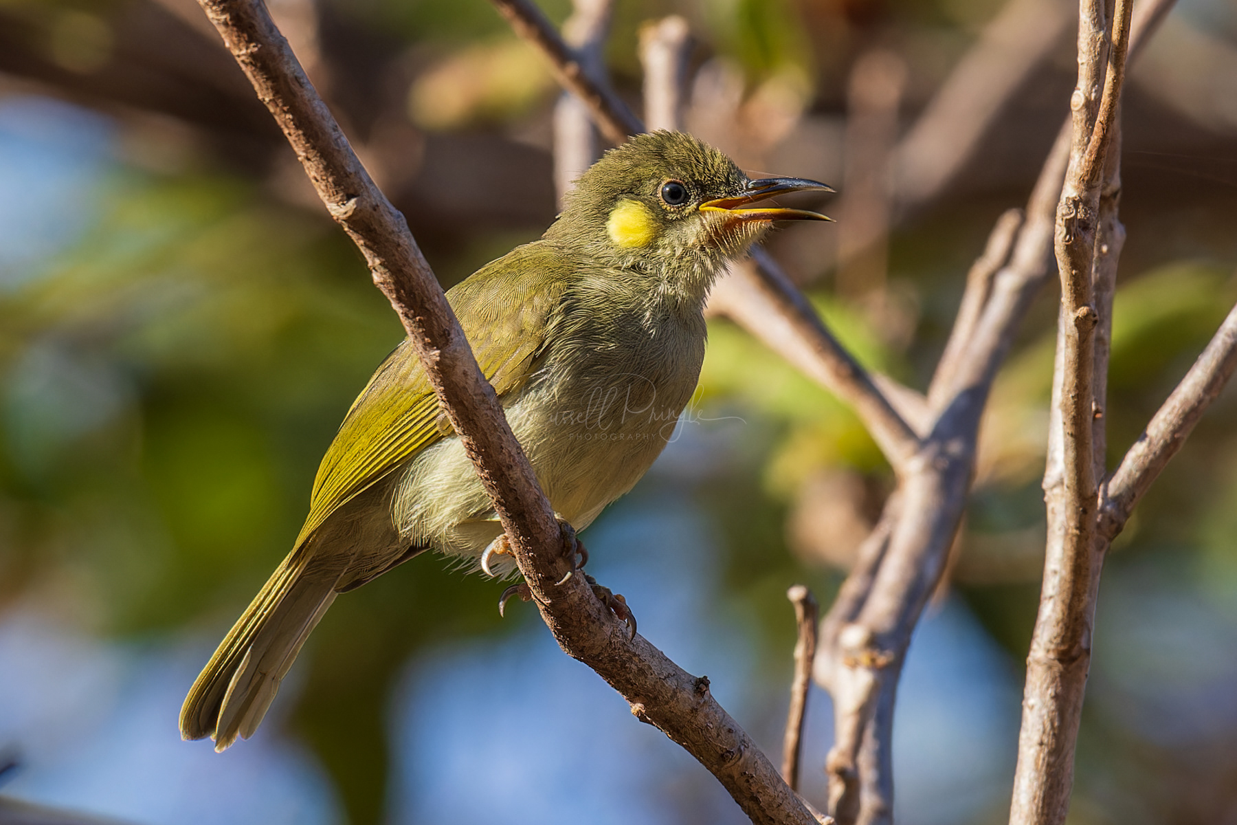 Graceful Honeyeater
