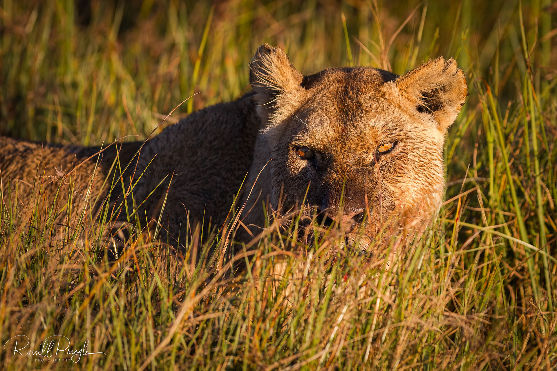 Lioness-Duba