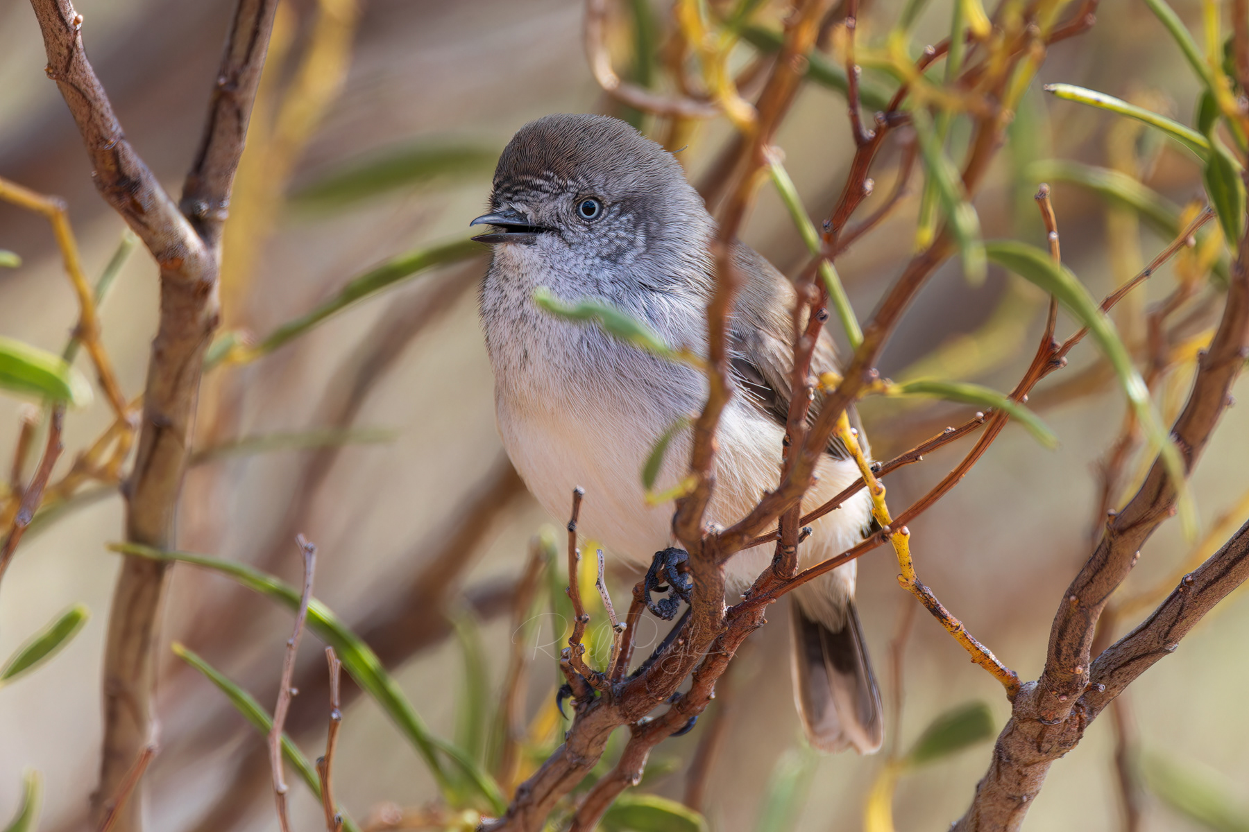 Chestnut-rumped Thornbill