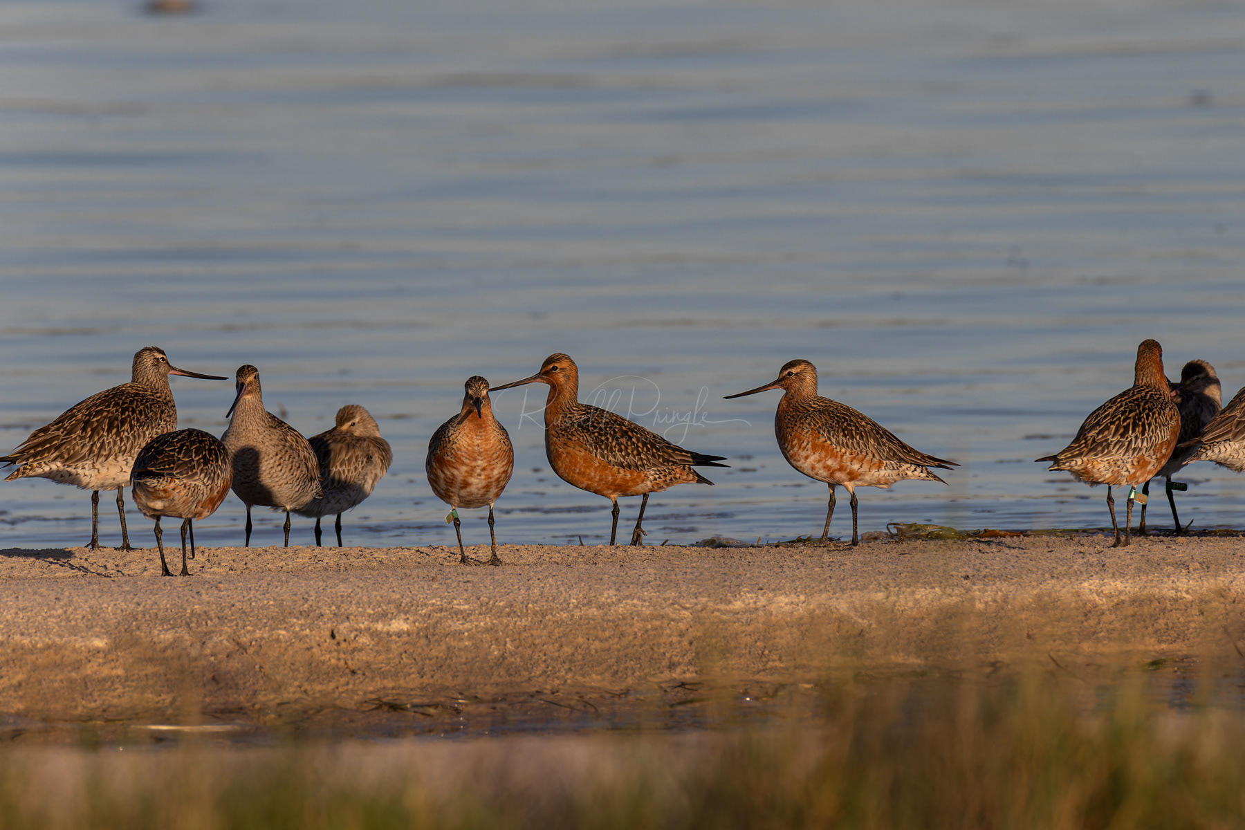 Bar-tailed Godwits