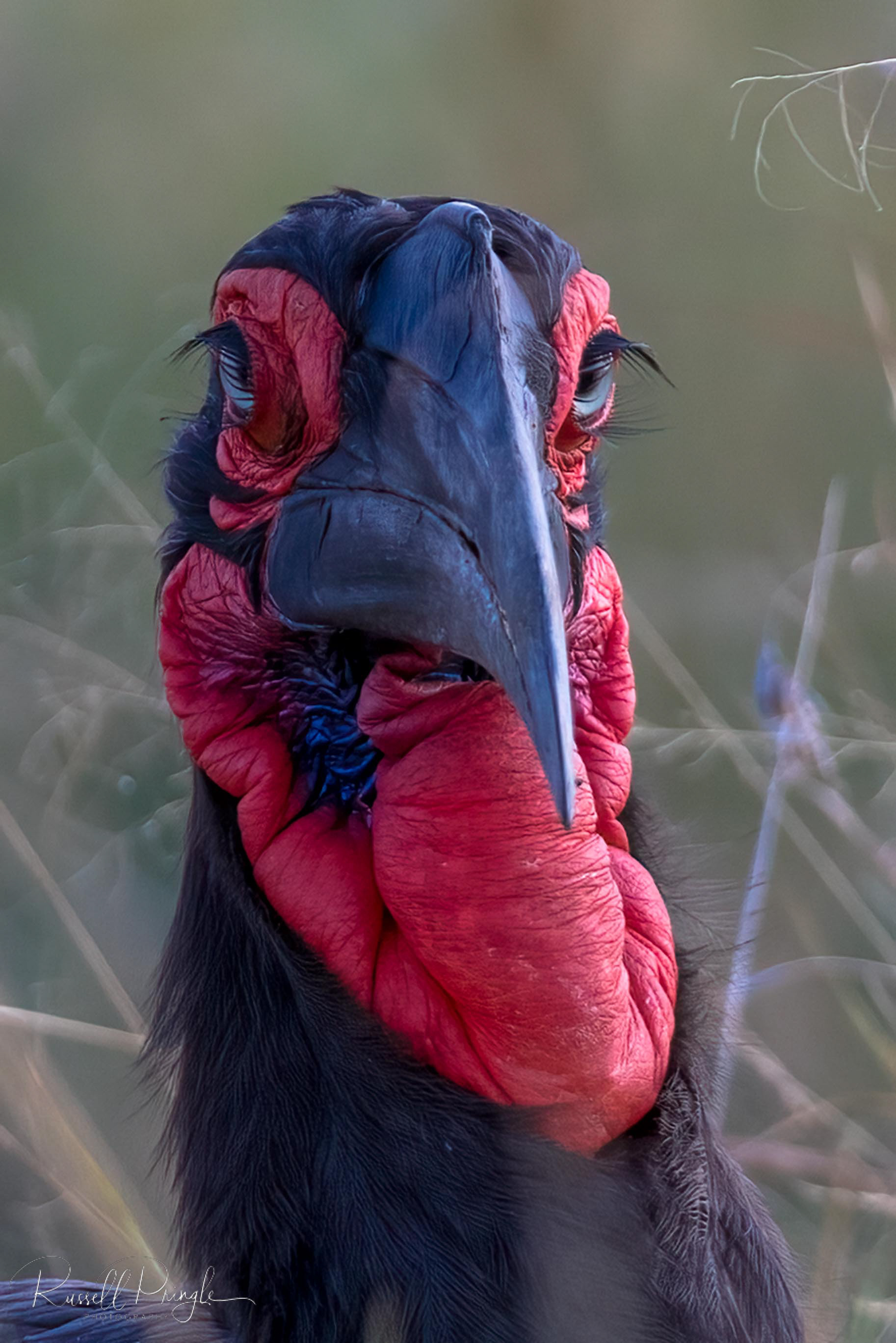 Southern Ground-Hornbill