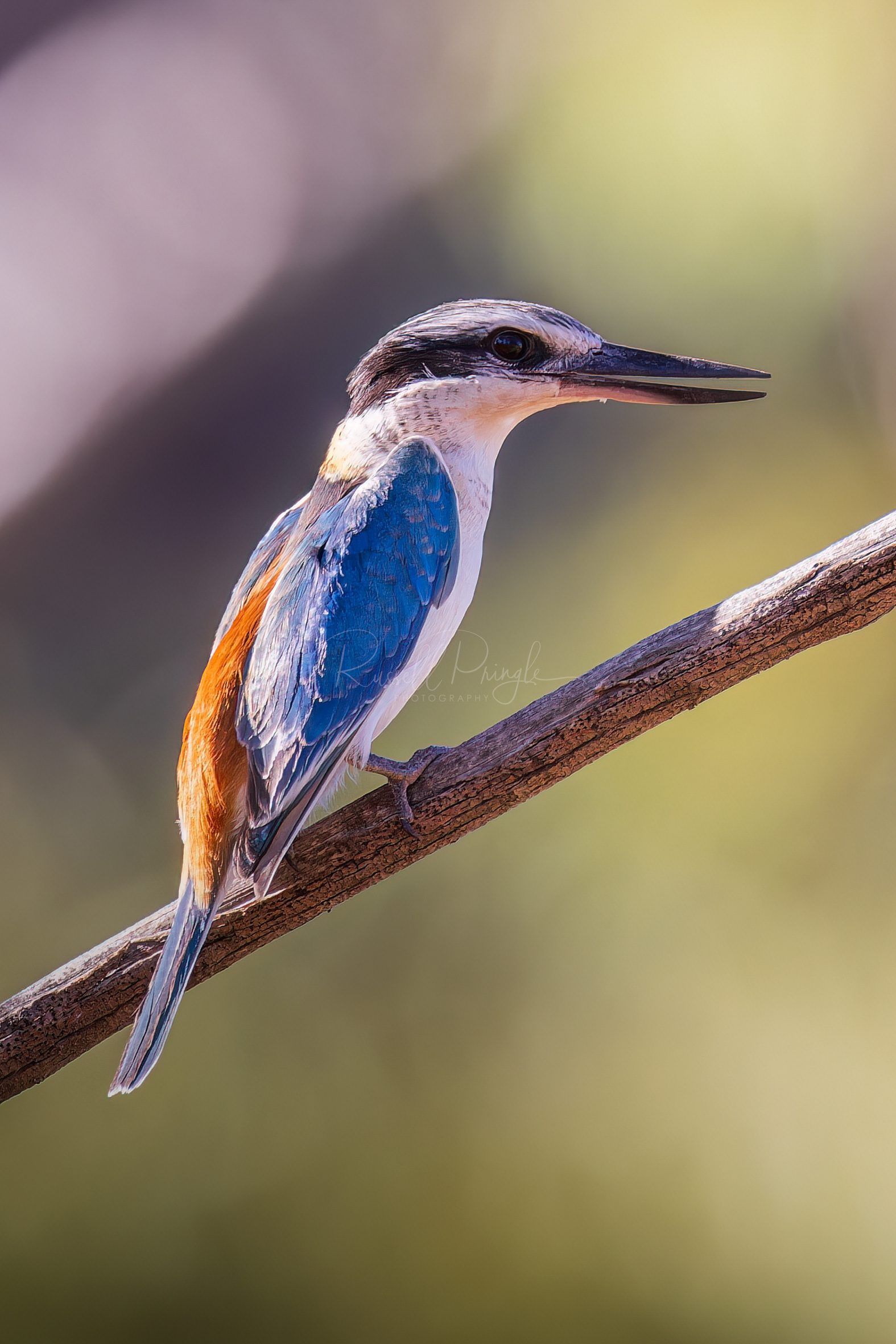 Red-backed Kingfisher