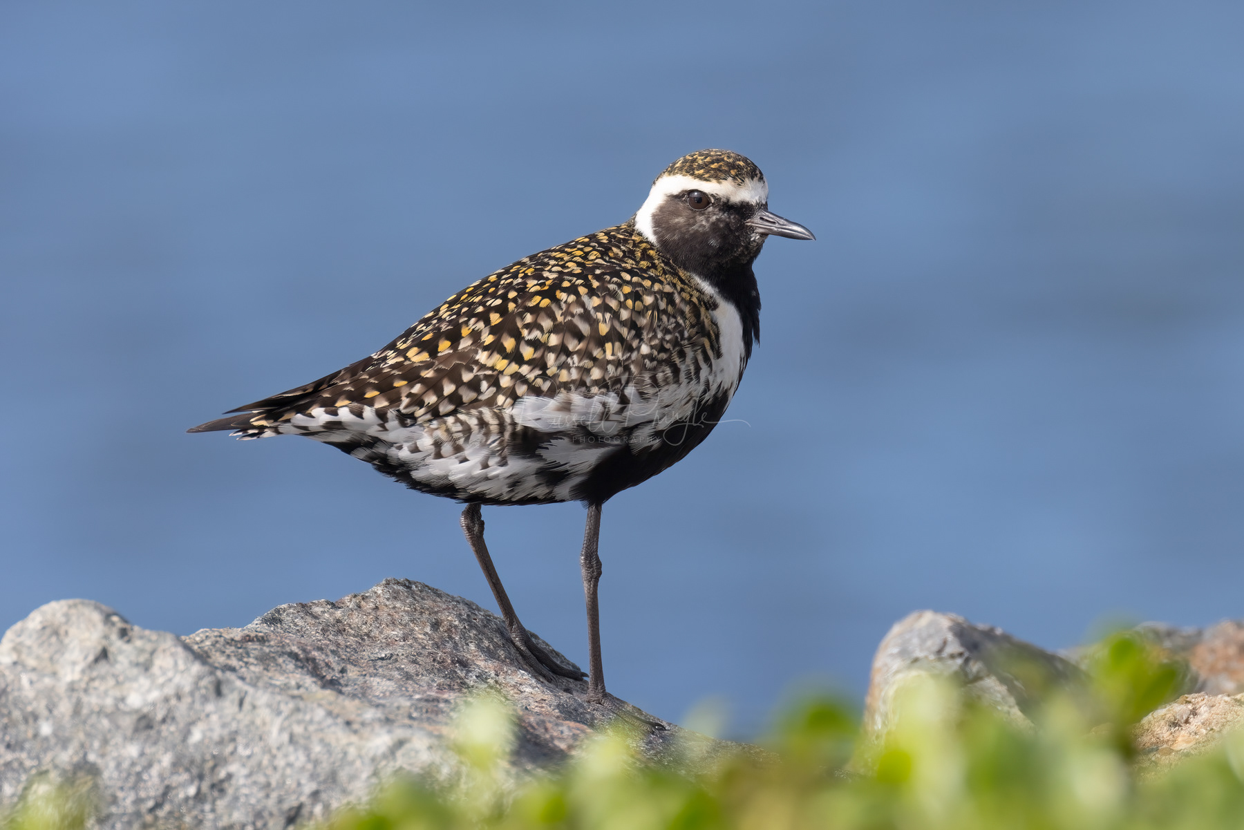 Pacific Golden Plover