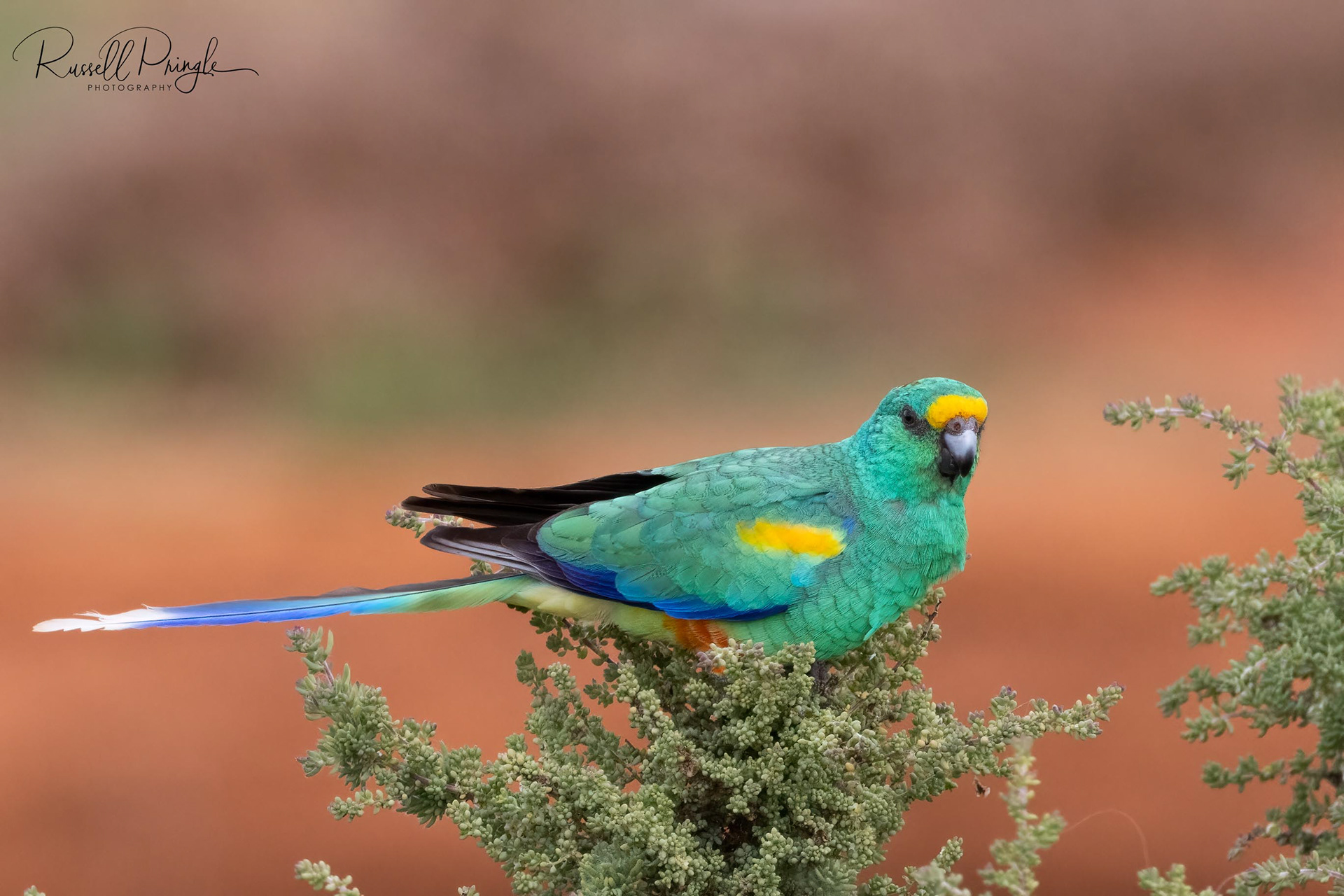 Mulga Parrot (Male)