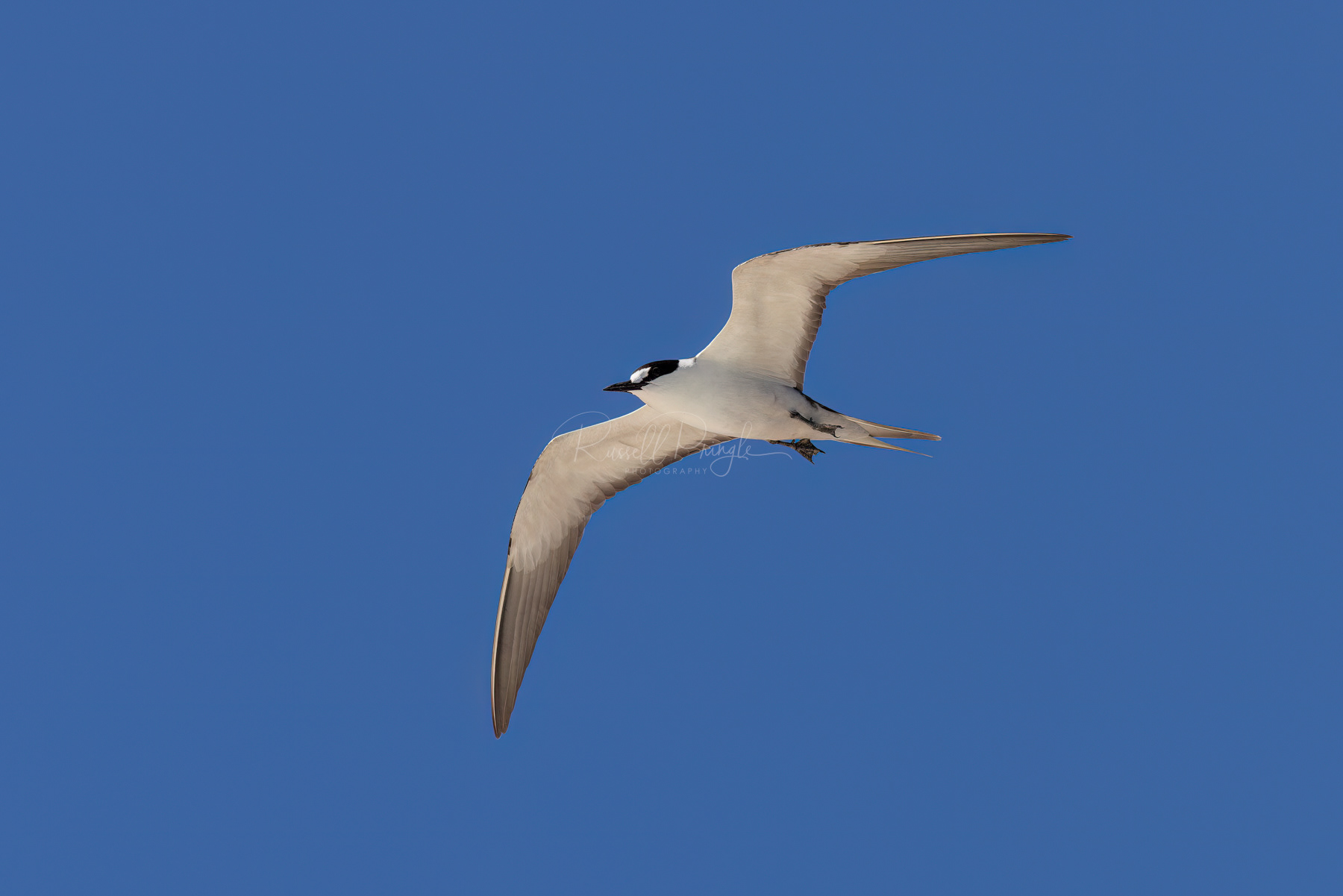 Sooty Tern (breeding)
