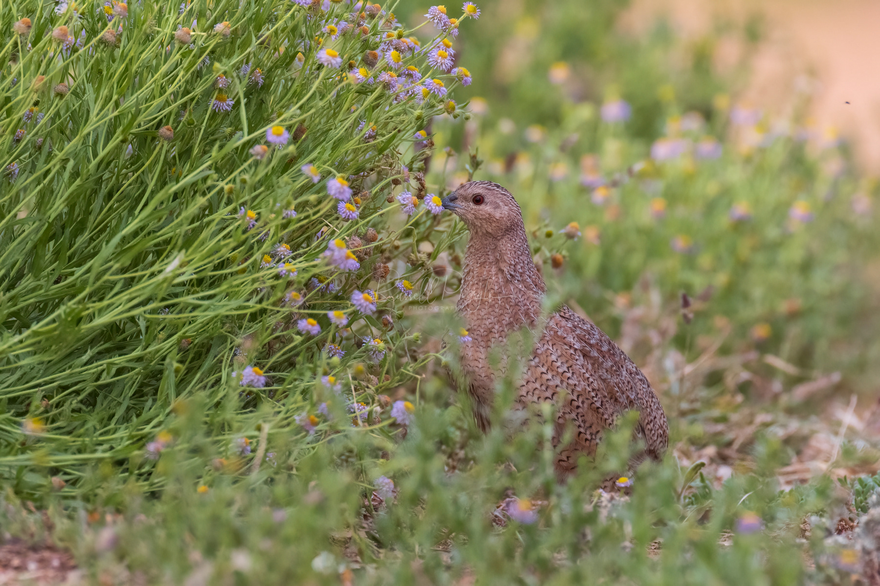 Brown Quail