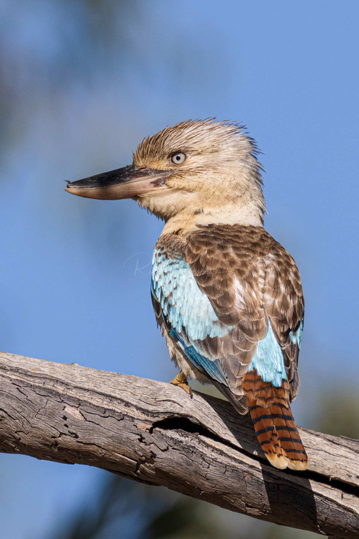 Blue-winged Kookaburra (female)