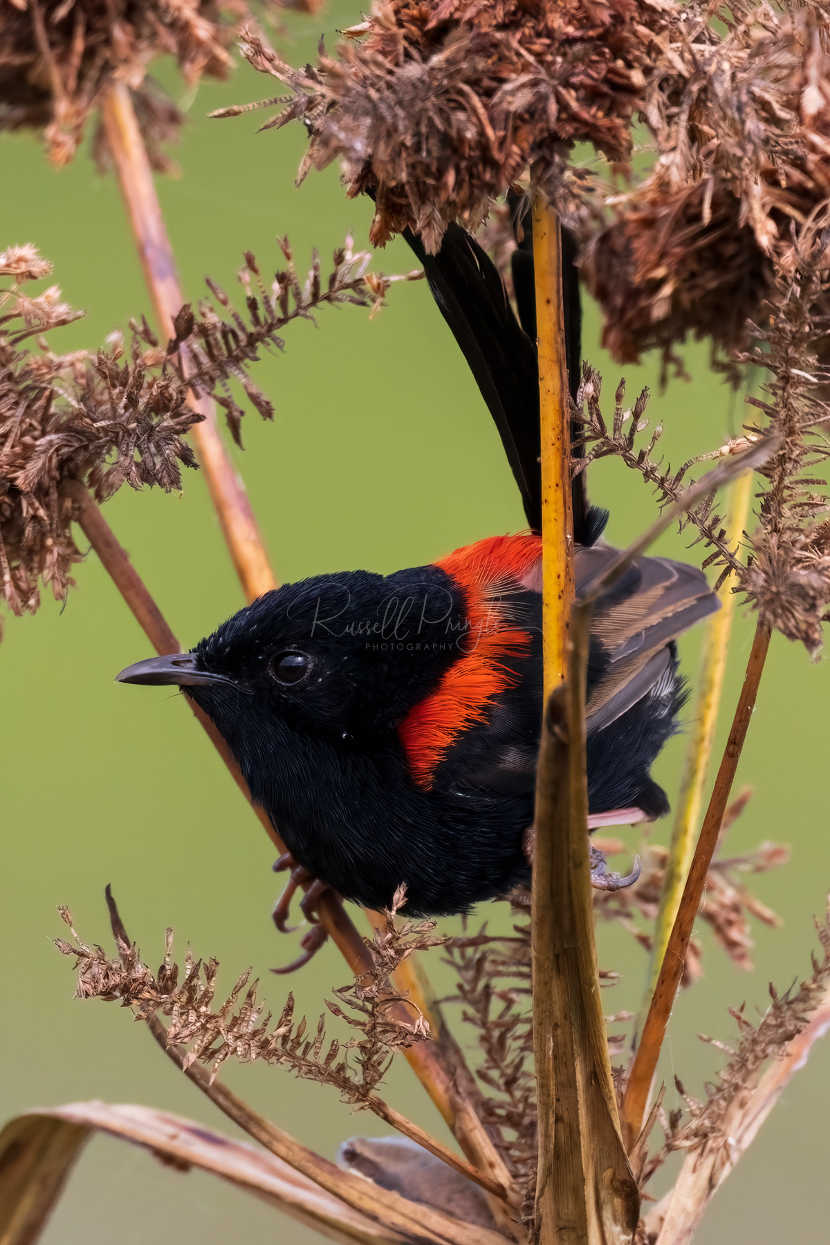 Red-backed Fairywren (male)