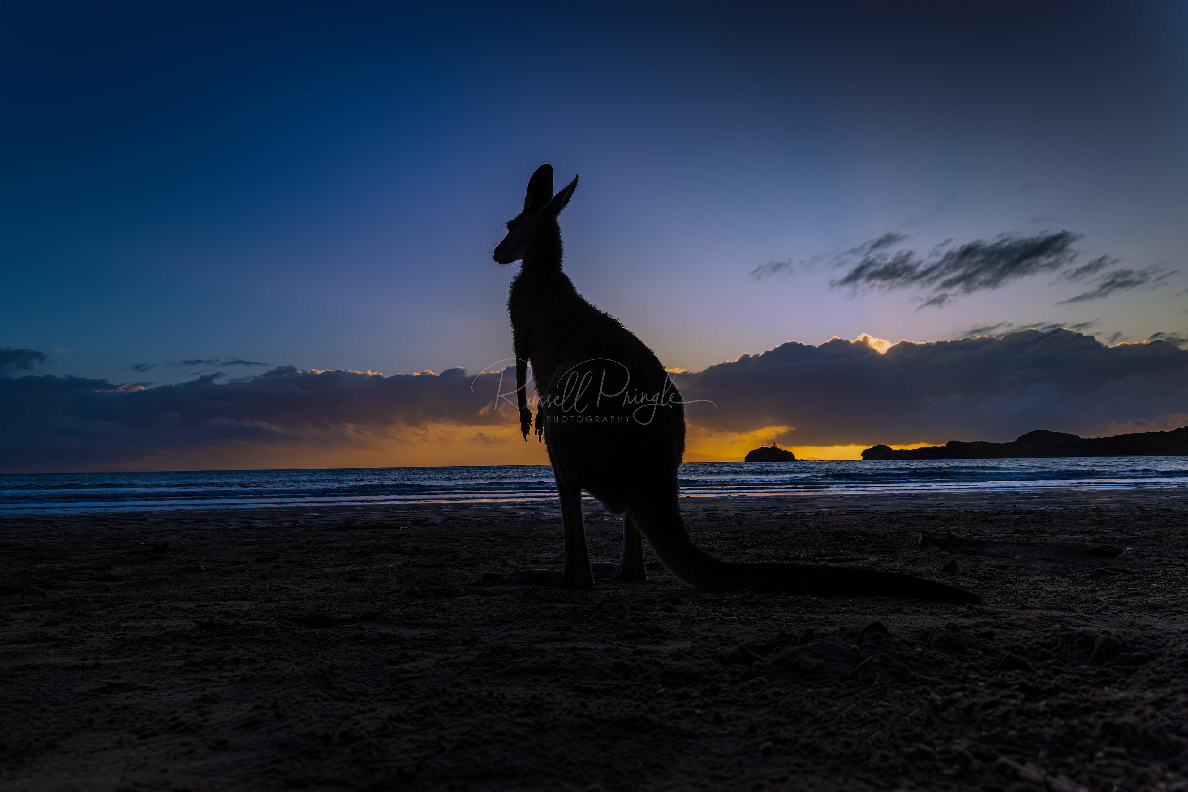 Eastern Grey Kangaroo