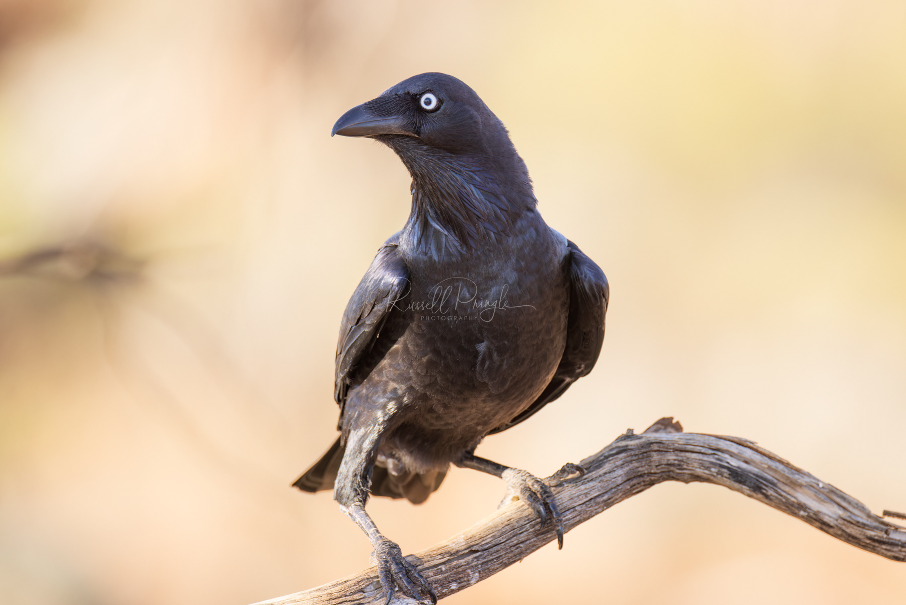 Australian Raven